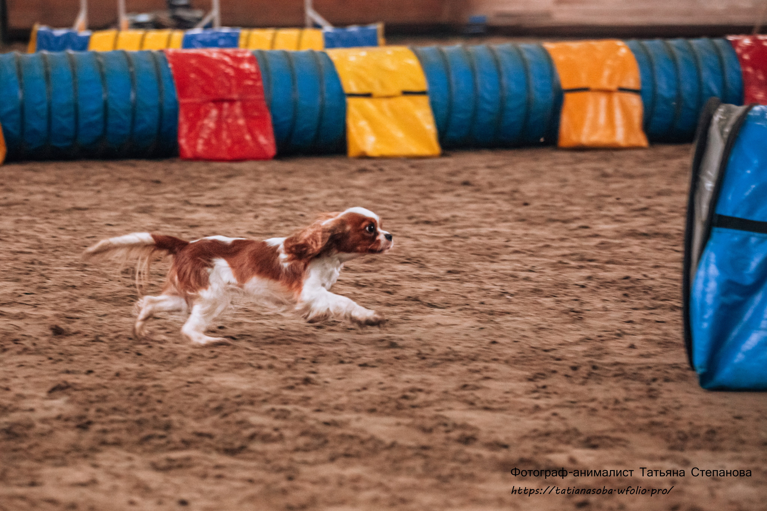 Соревнования по Аджилити 25.02.2024. Фотограф-анималист Татьяна Степанова