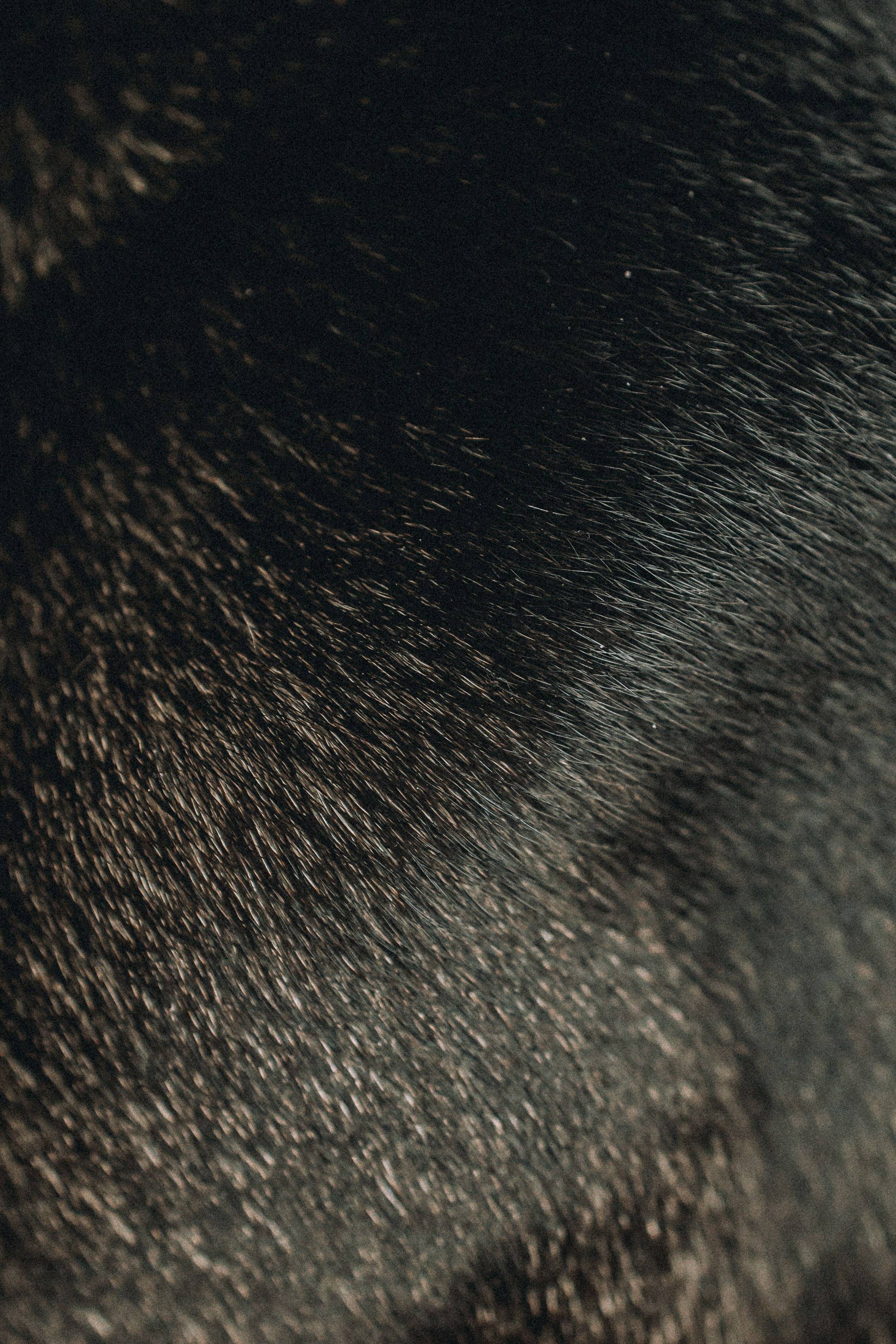 Юля, Мия и Зек