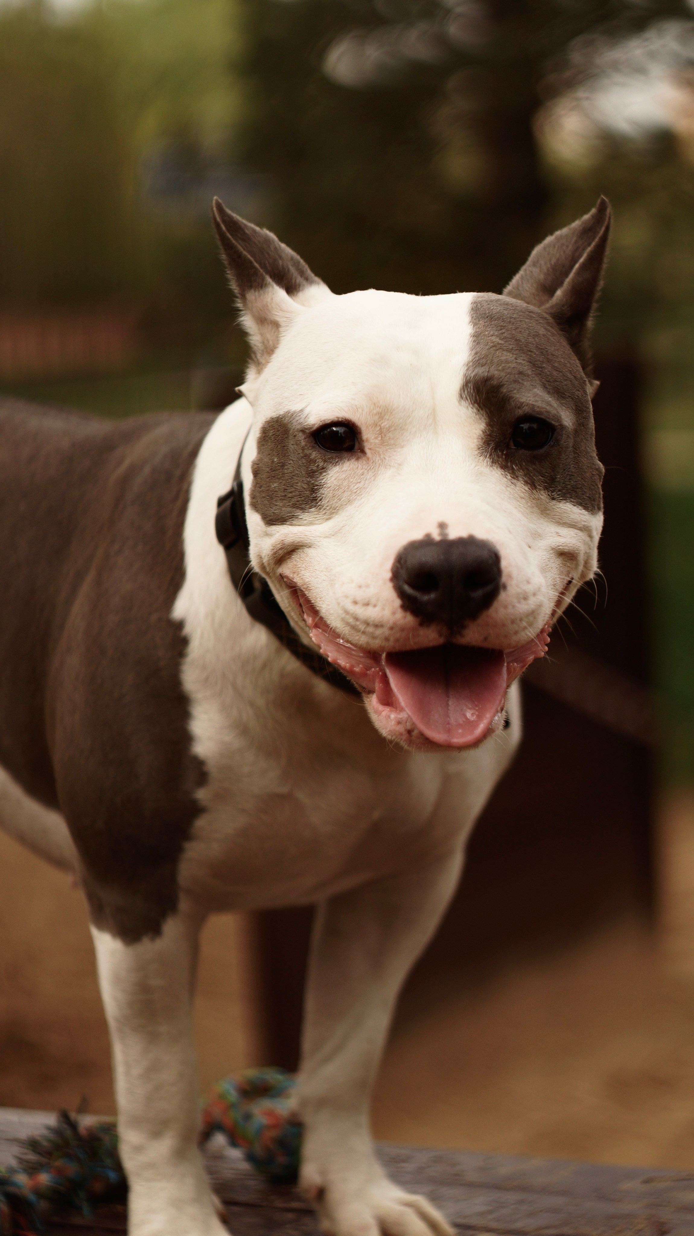 Луна. Профессиональный фотограф