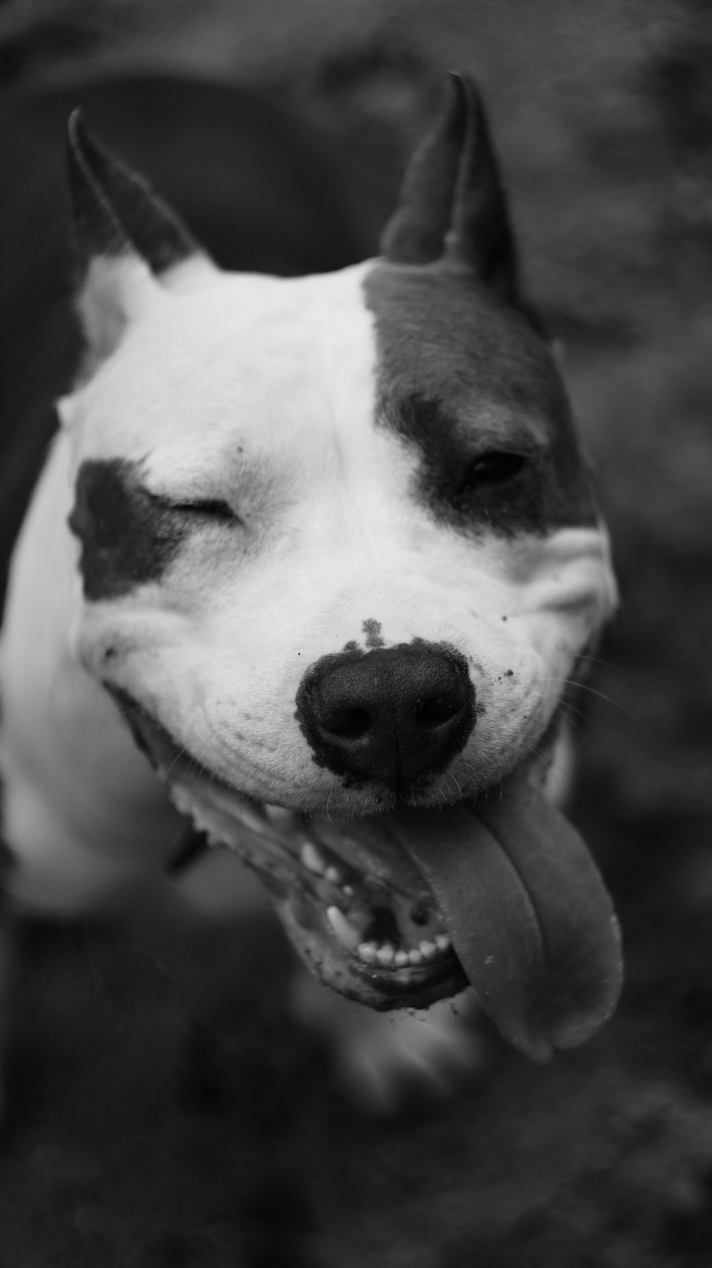 Луна. Профессиональный фотограф