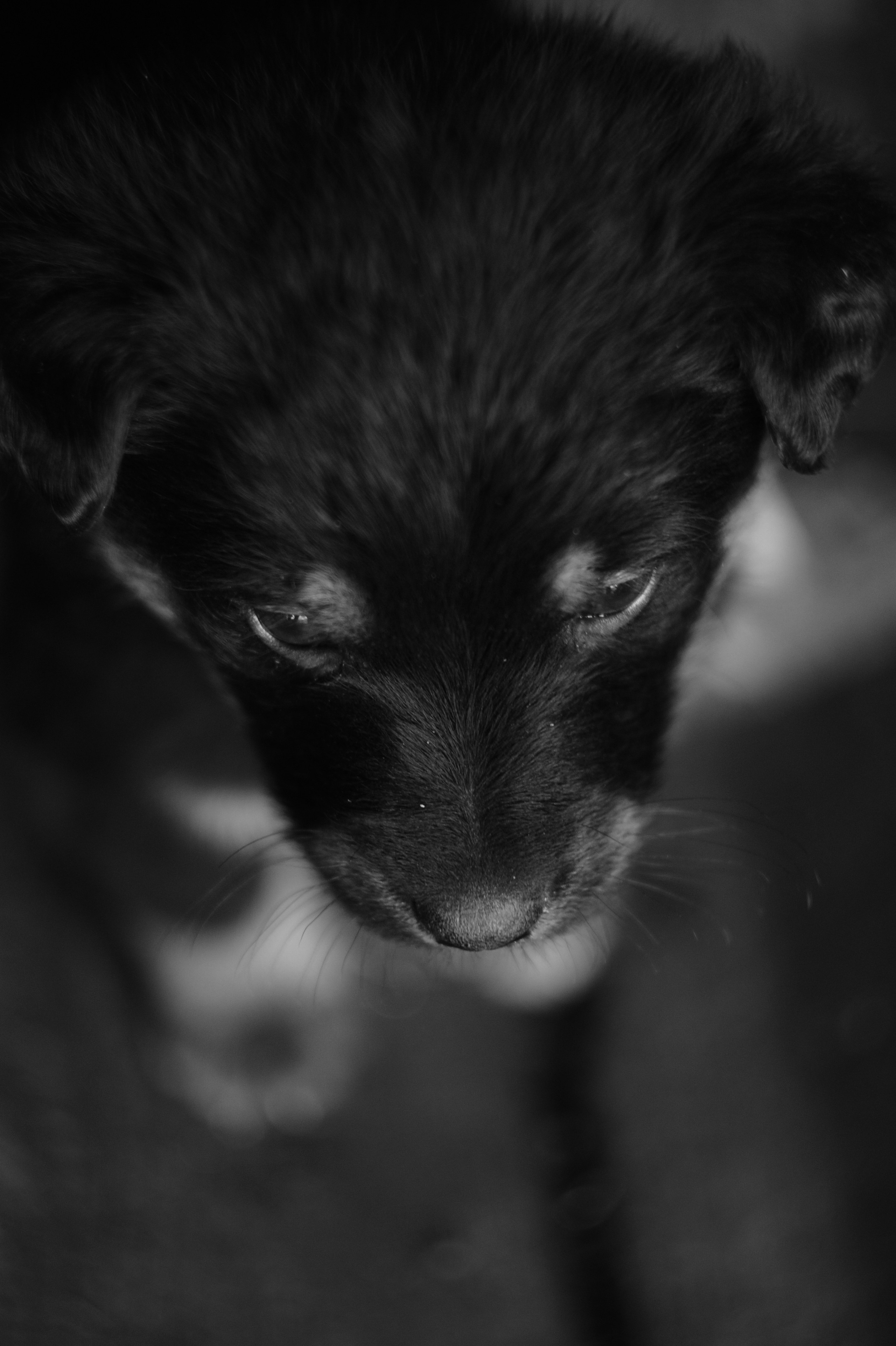 Dogs. Профессиональный фотограф