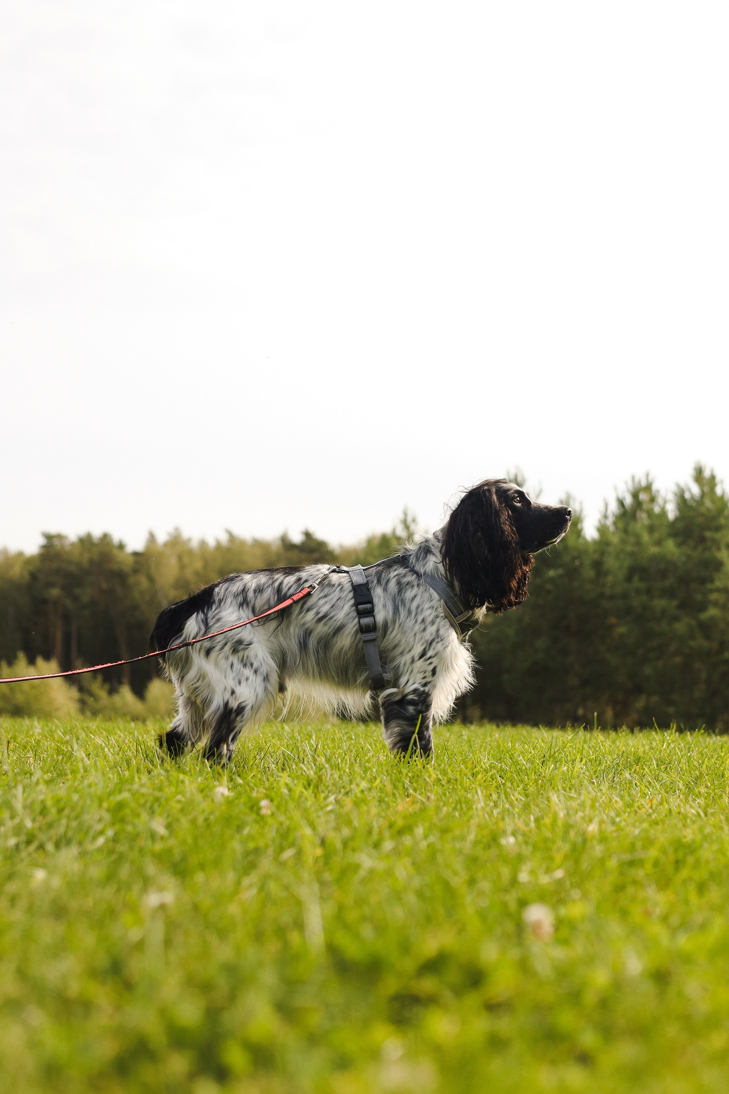 Купер и его семья. Фотограф-анималист Ксения Шевцова|Москва
