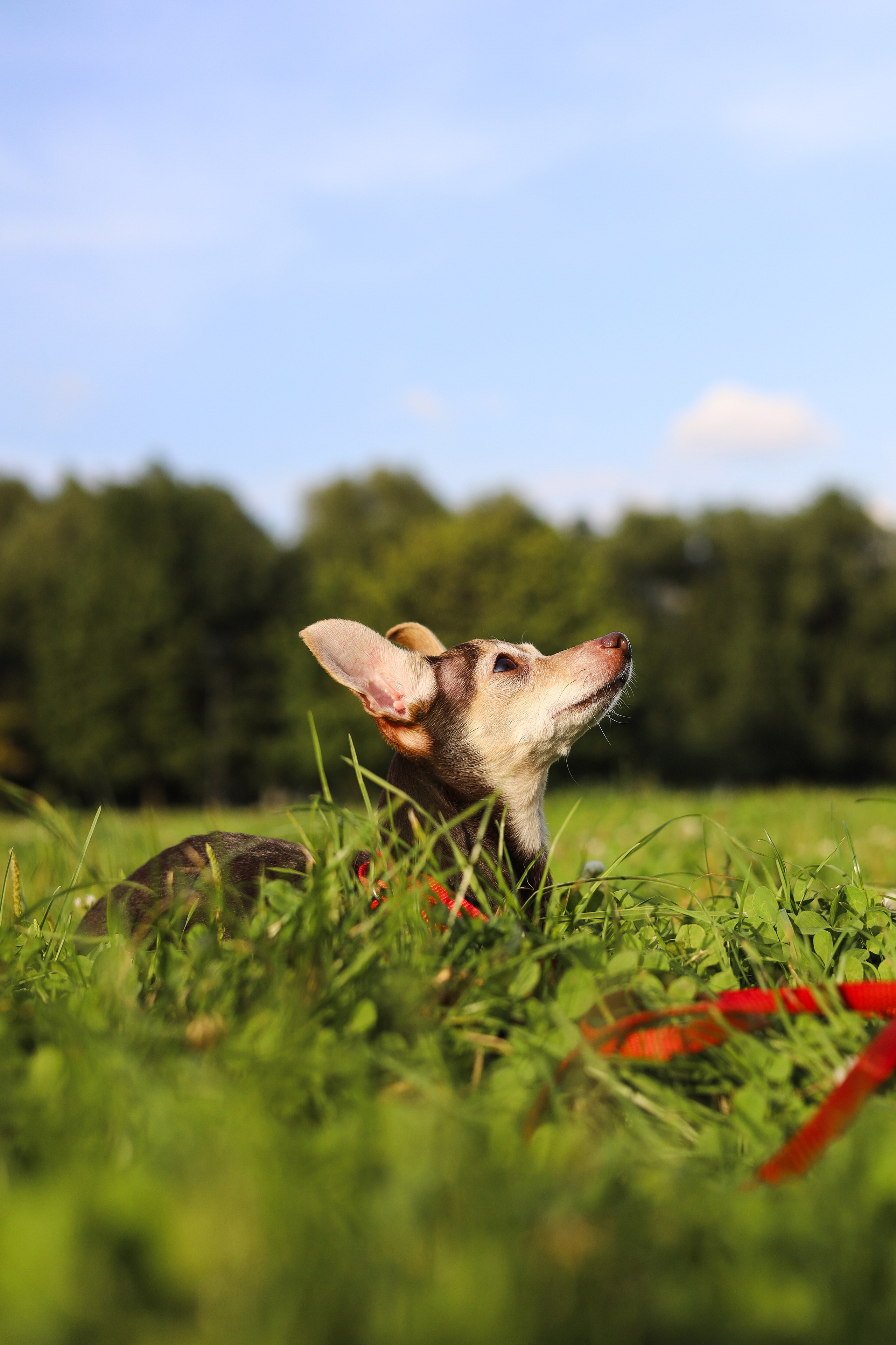 Белла и Марина. Фотограф-анималист Ксения Шевцова|Москва