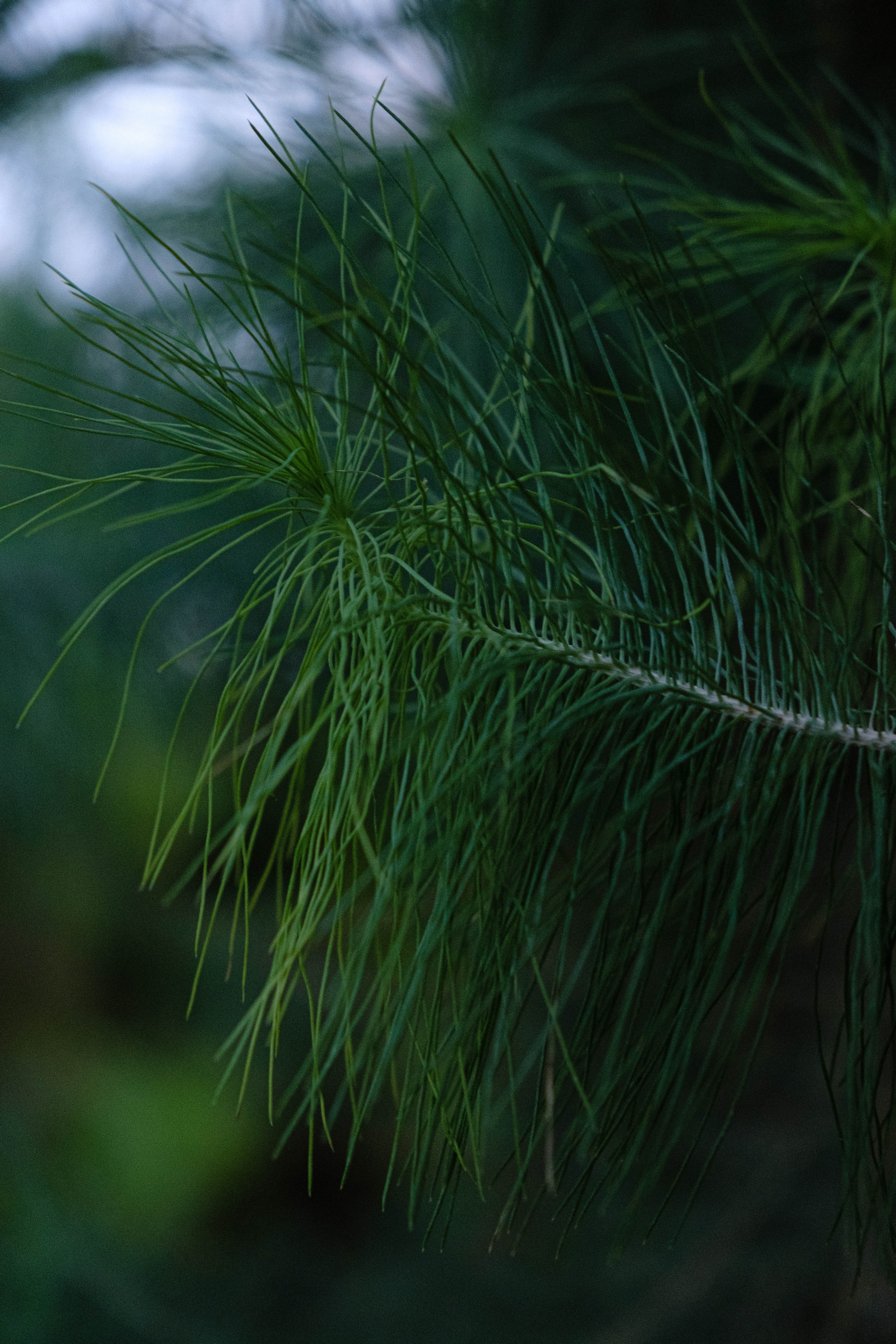 Старая Фондовая оранжерея. Алексей Никифоров свадебный и семейный фотограф Москва, Химки