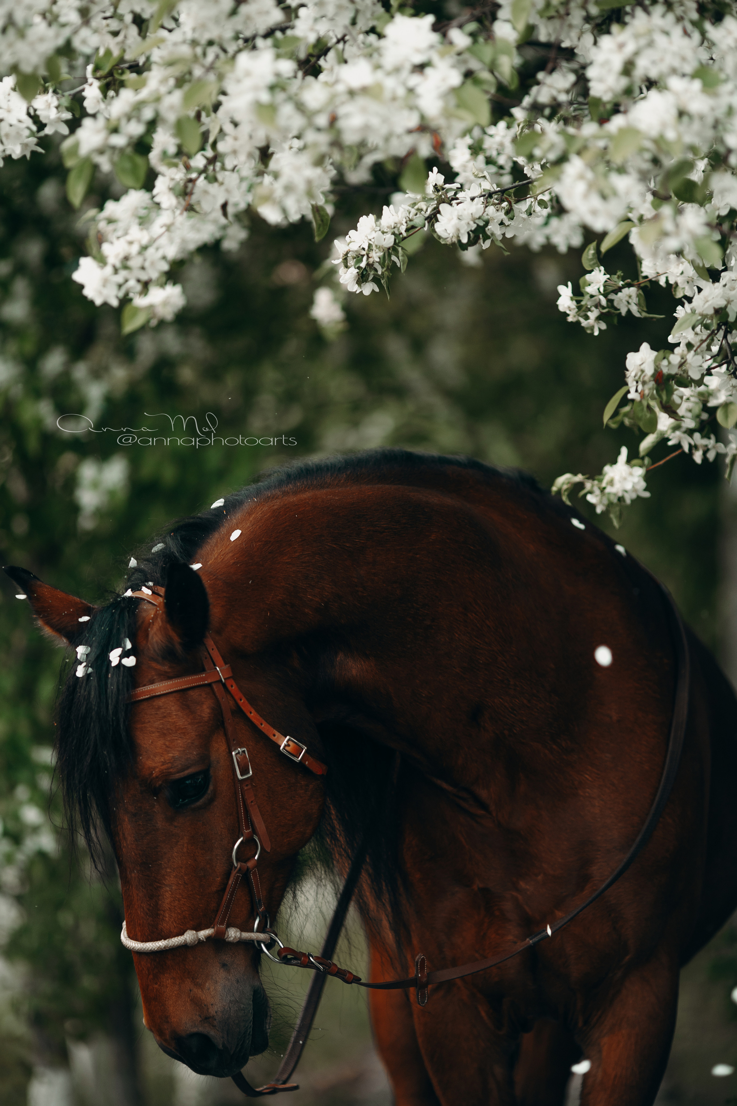 Съемка для лошадей. Анна Молчанова конный фотограф в Тюмени | фотосессии с лошадьми Тюмень