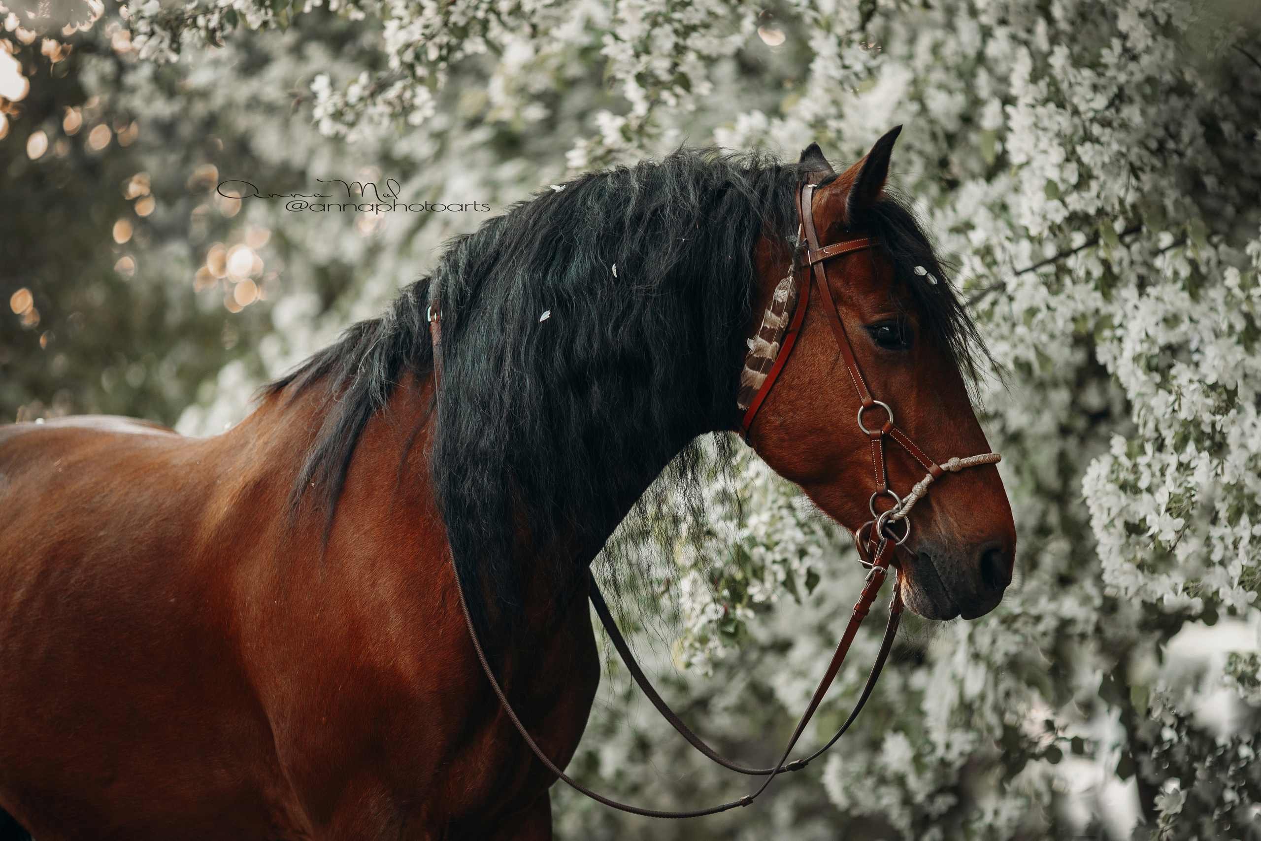 Съемка для лошадей. Анна Молчанова конный фотограф в Тюмени | фотосессии с лошадьми Тюмень