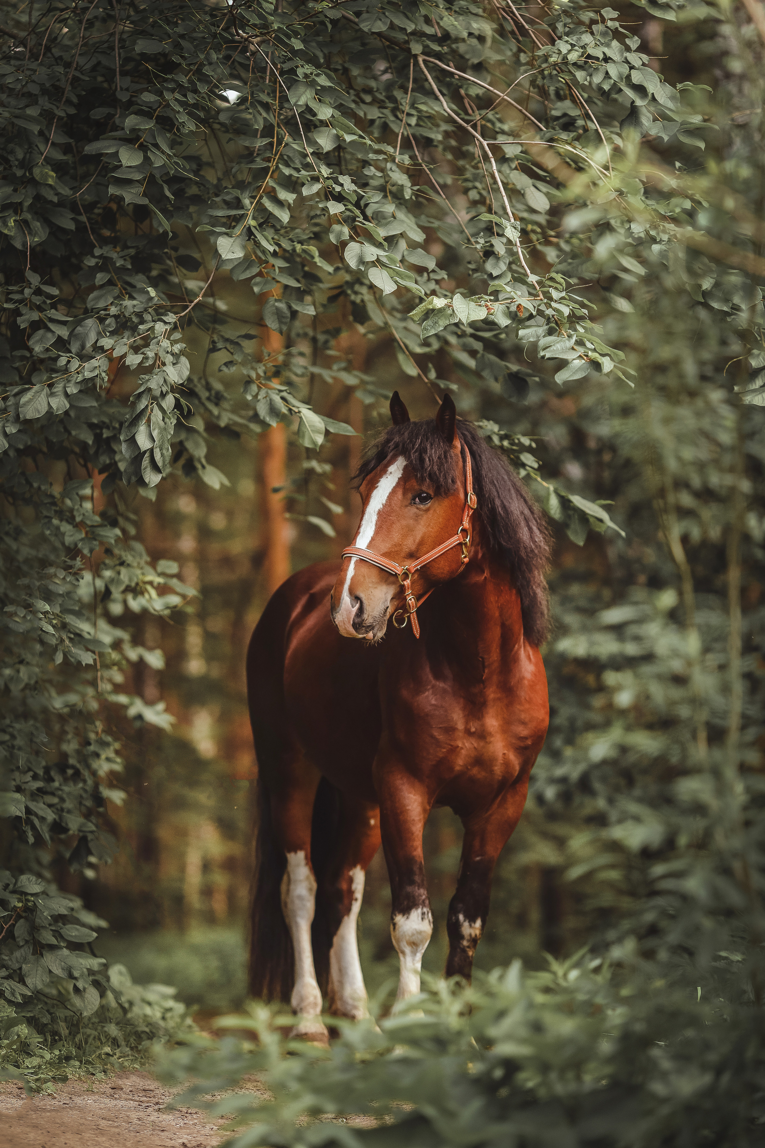 Съемка для лошадей. Анна Молчанова конный фотограф в Тюмени | фотосессии с лошадьми Тюмень