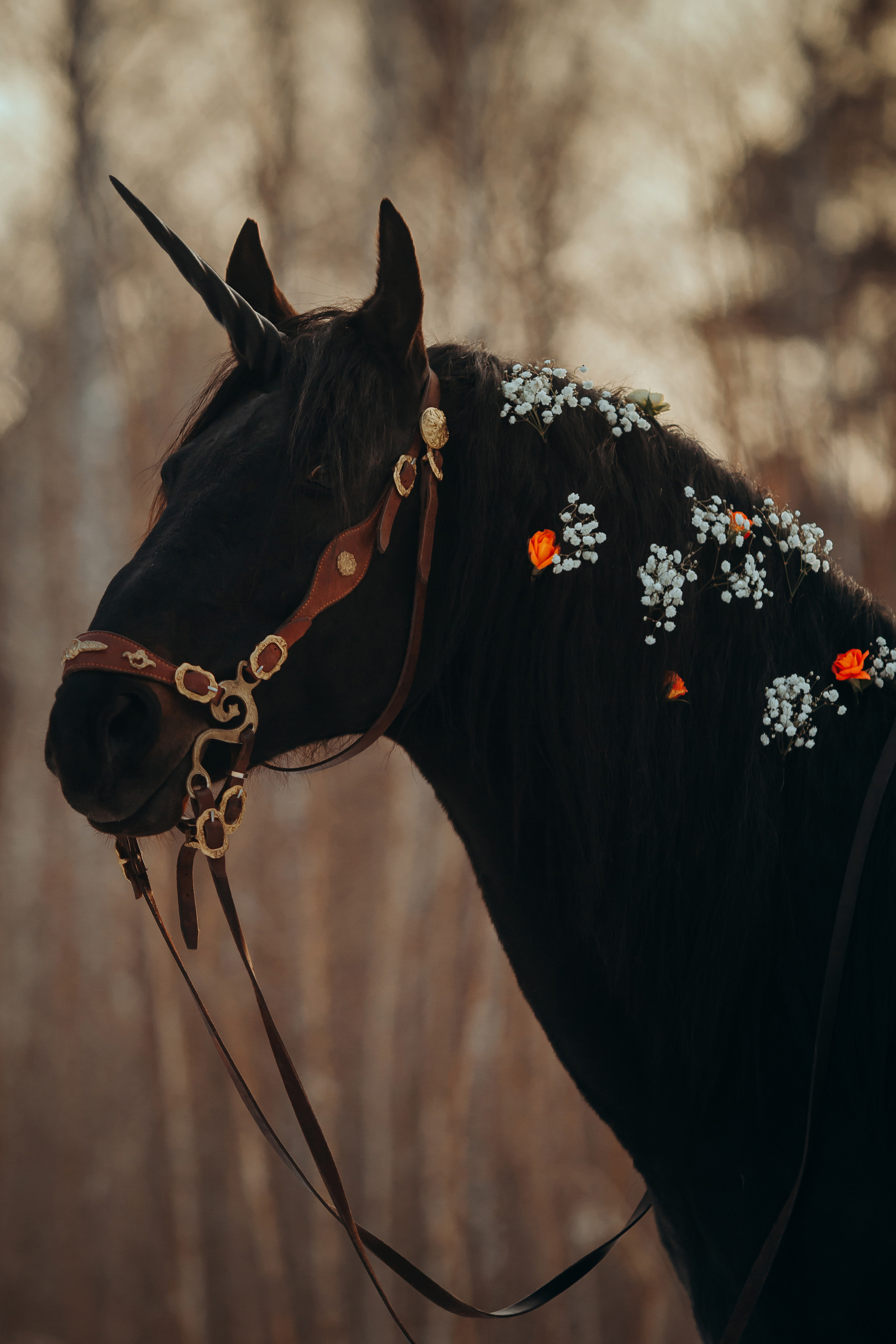 Съемка для лошадей. Анна Молчанова конный фотограф в Тюмени | фотосессии с лошадьми Тюмень