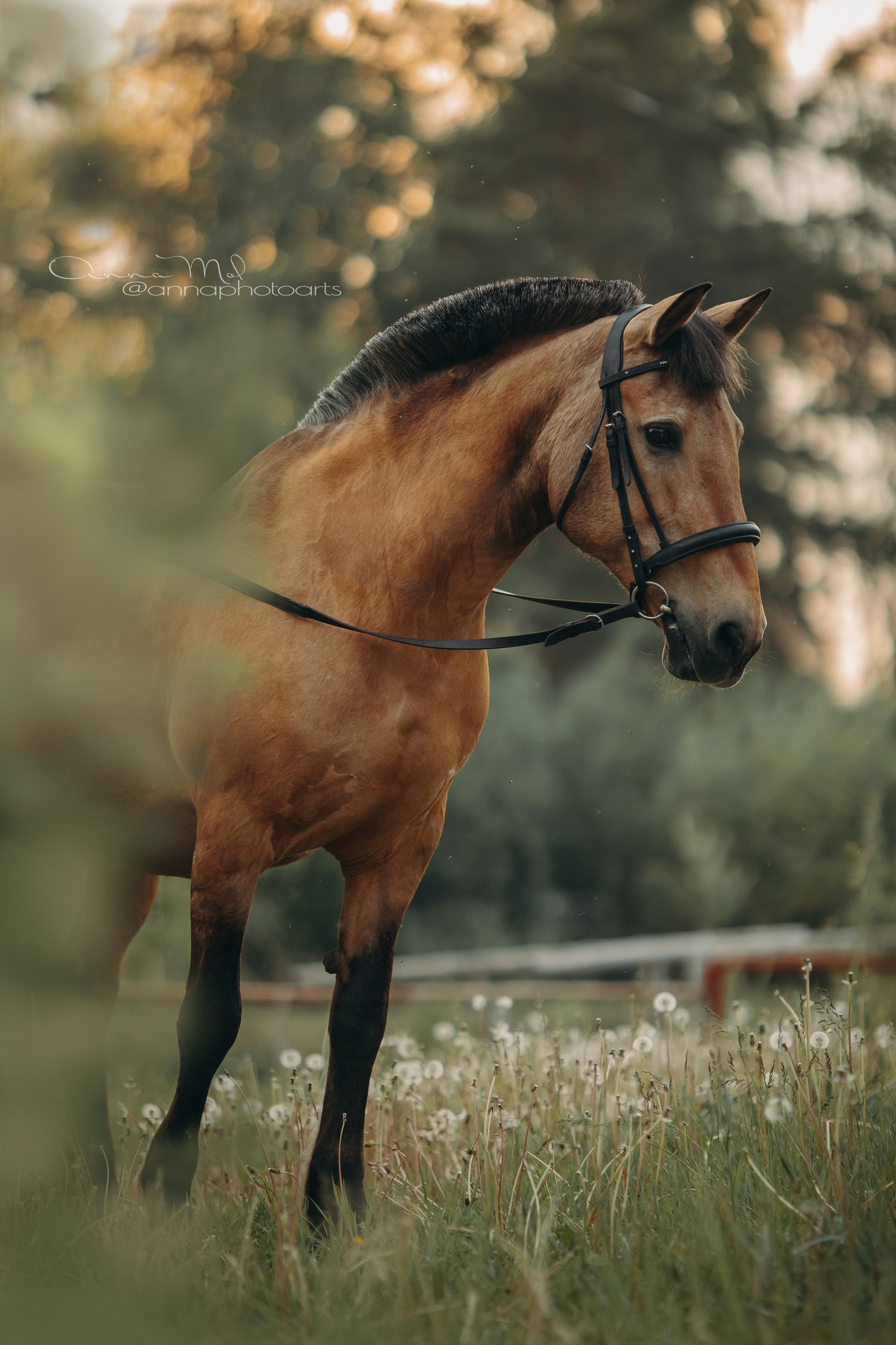 Съемка для лошадей. Анна Молчанова конный фотограф в Тюмени | фотосессии с лошадьми Тюмень