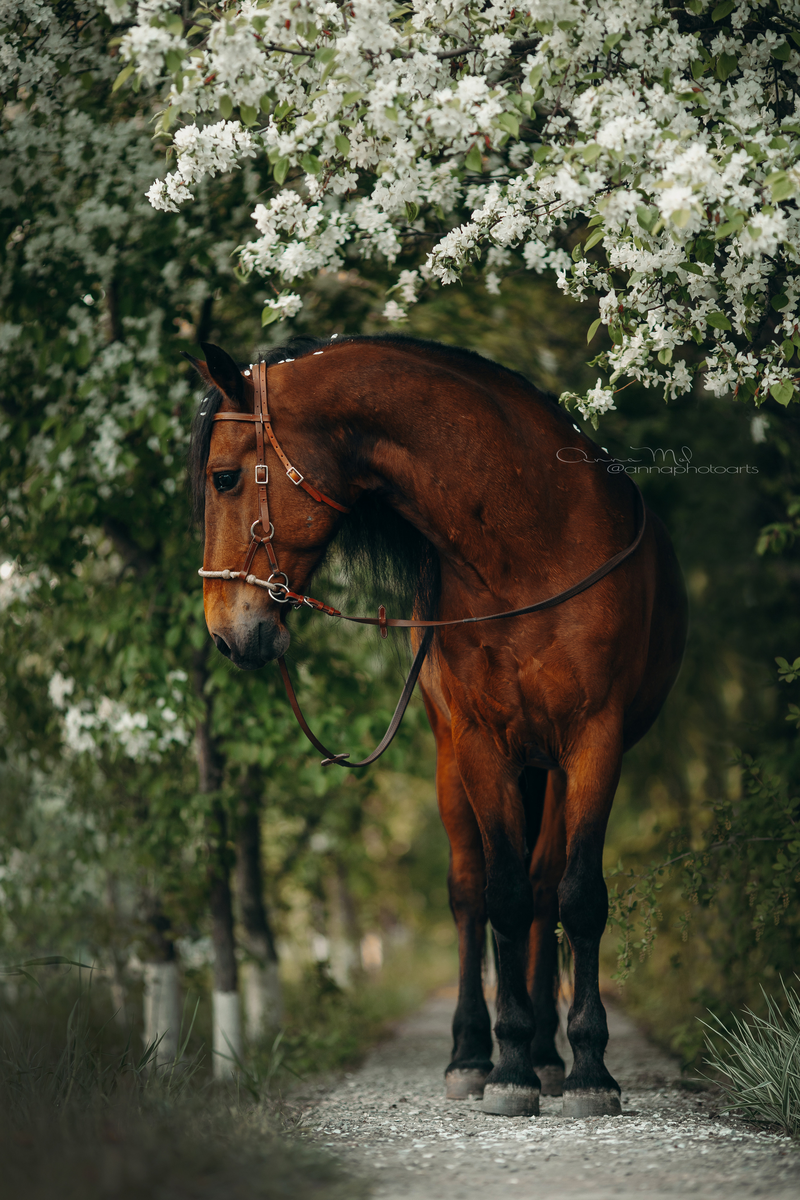 Съемка для лошадей. Анна Молчанова конный фотограф в Тюмени | фотосессии с лошадьми Тюмень