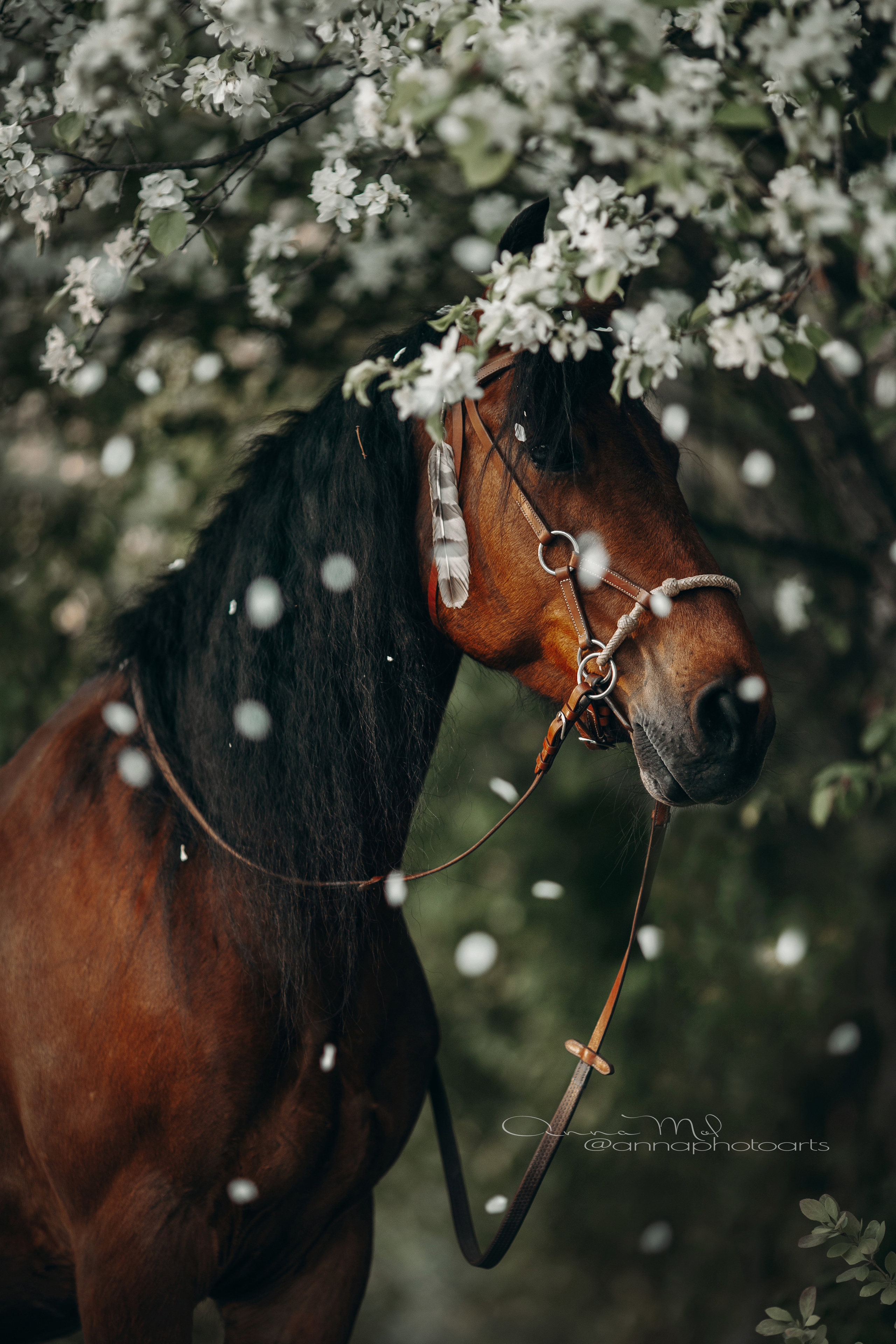 Съемка для лошадей. Анна Молчанова конный фотограф в Тюмени | фотосессии с лошадьми Тюмень