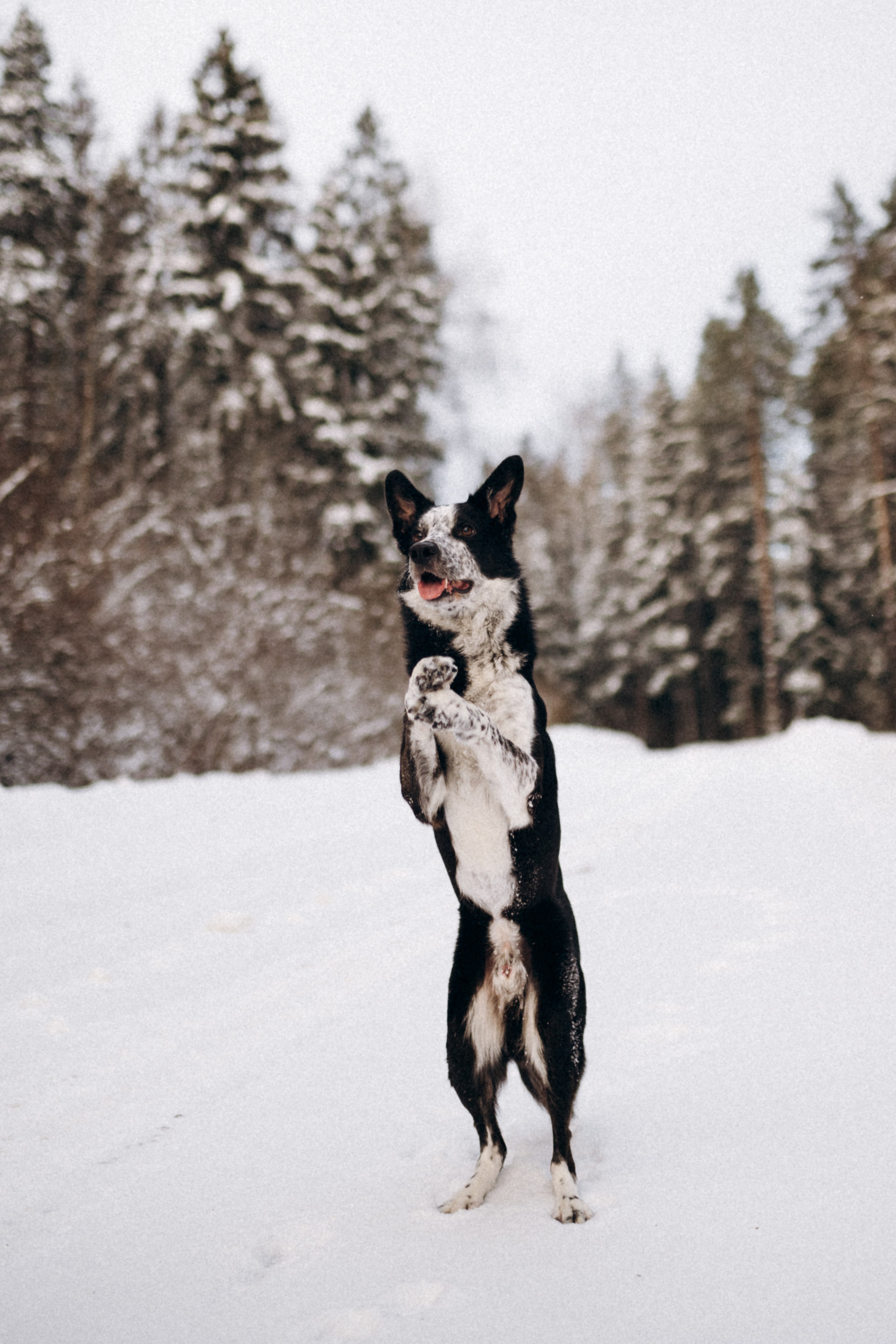 Аня и Милан. Фотограф анималист в Москве Ольга Агушева