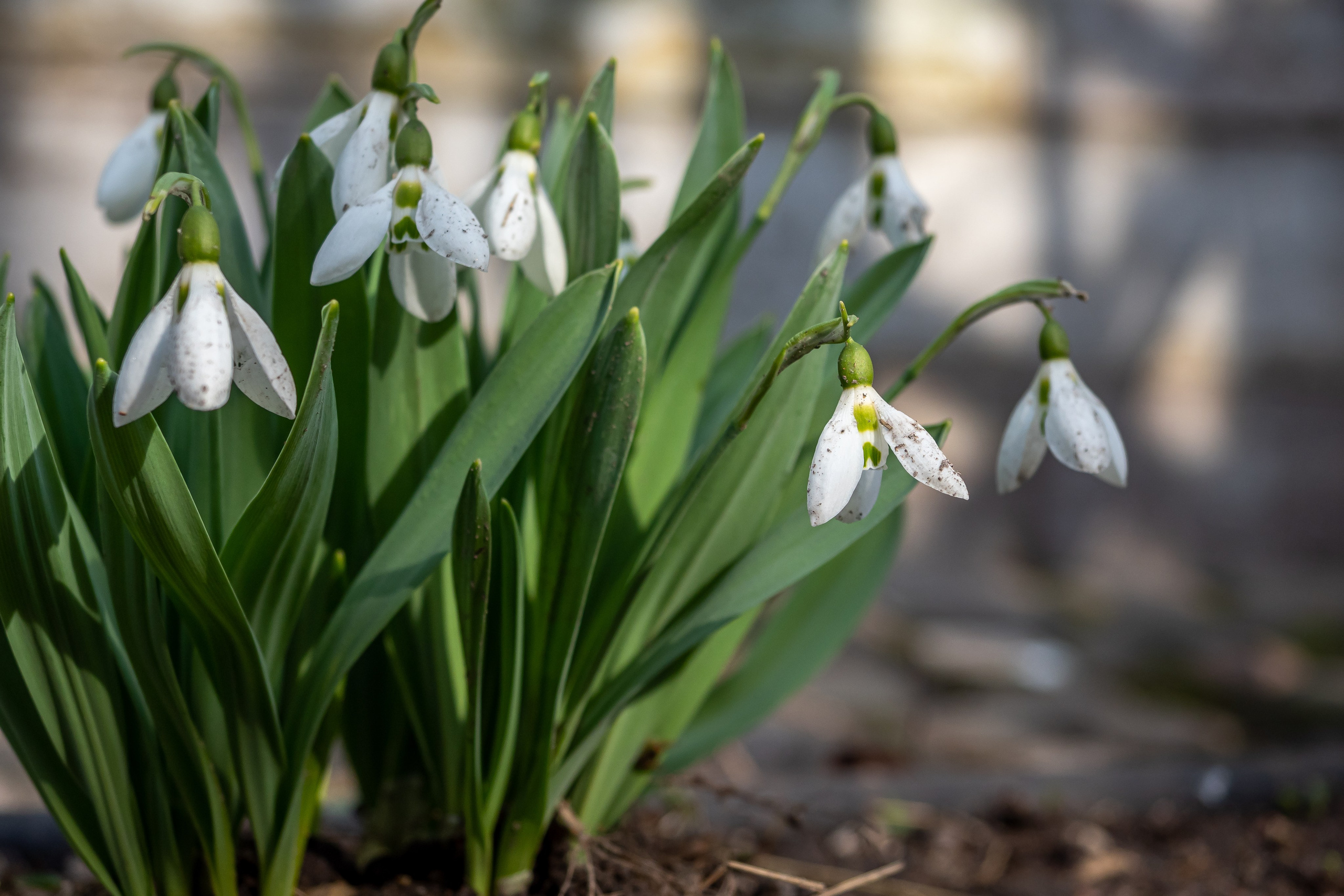 Фотомоменты 2024 года. Фотограф в Петербурге Олег Золото