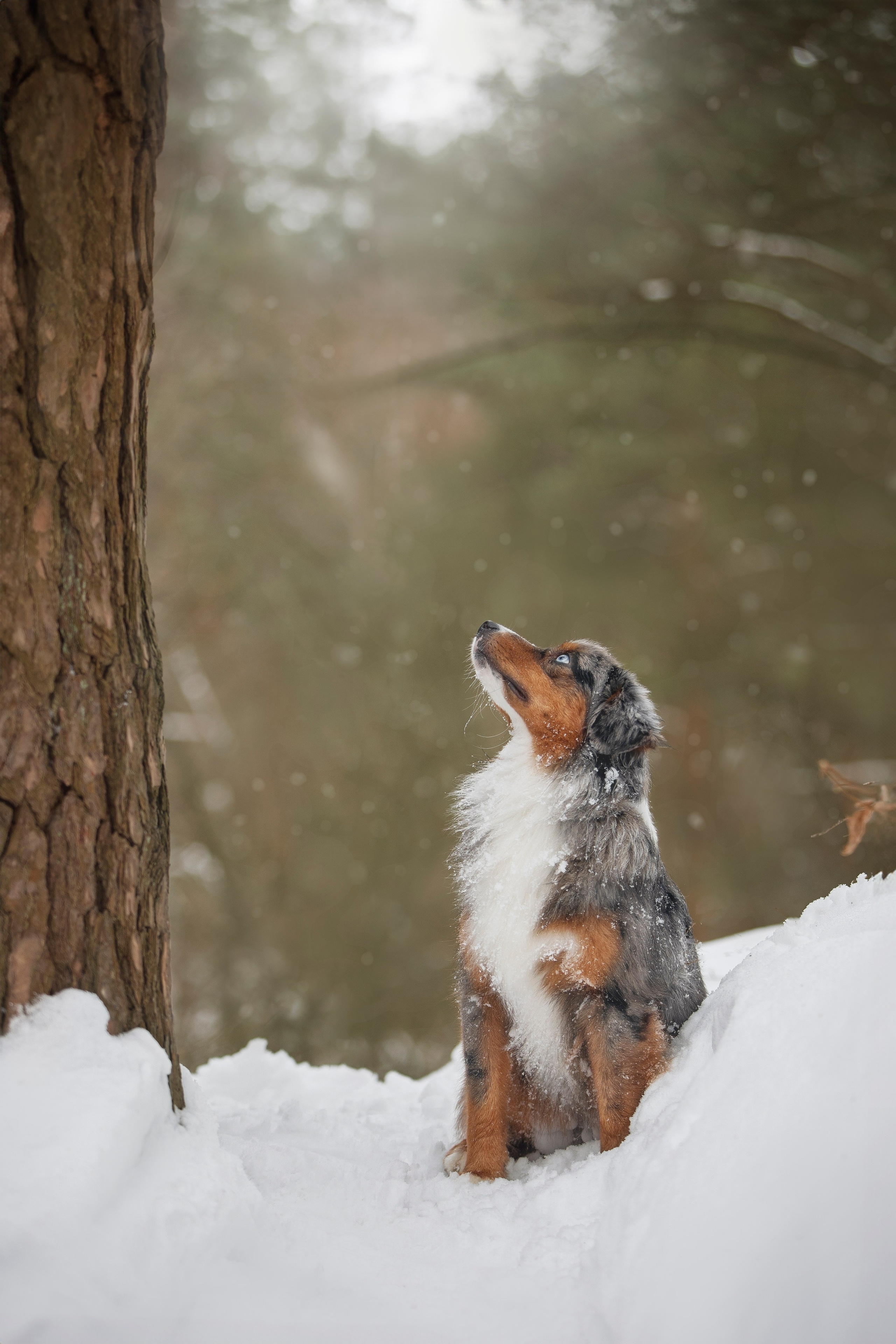Дария, Макс, Сезам и Чили. Фотограф анималист в Москве Майорова Евгения