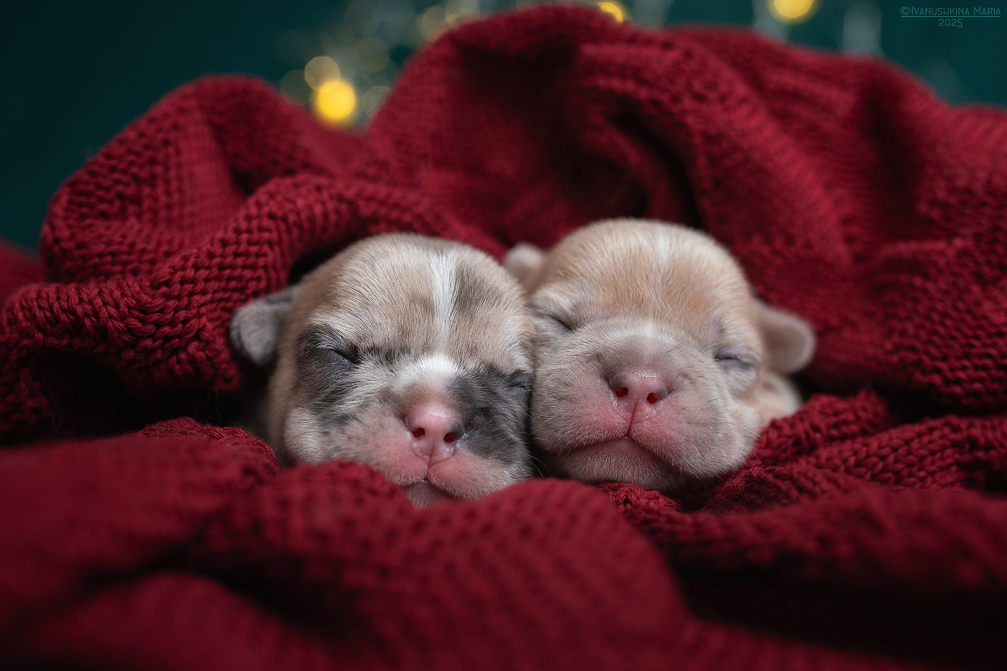 Ньюборн фотосессия щенков. Фотограф собак в Москве и Московской области Иванушкина Мария