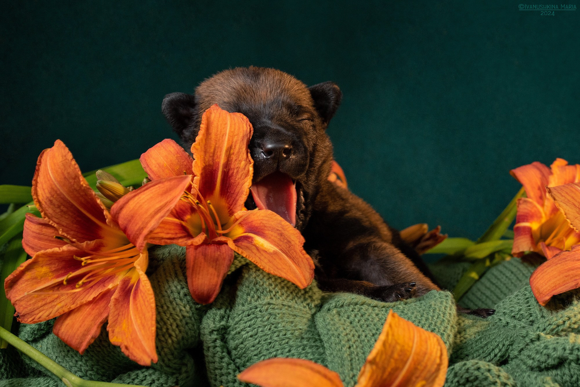 Ньюборн фотосессия щенков. Фотограф собак в Москве и Московской области Иванушкина Мария