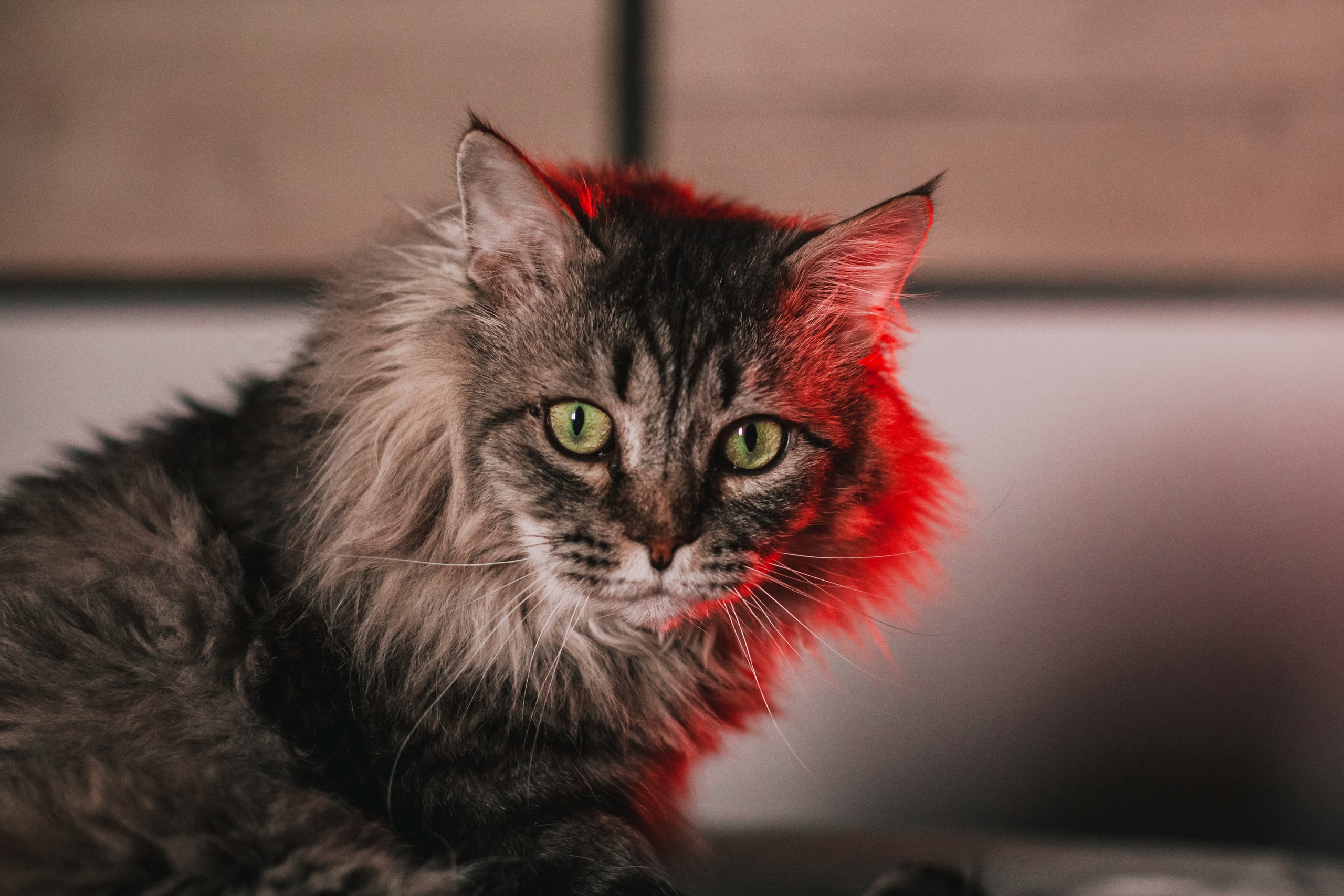 Домашняя фотосессия кота. Фотограф-анималист Татьяна Степанова