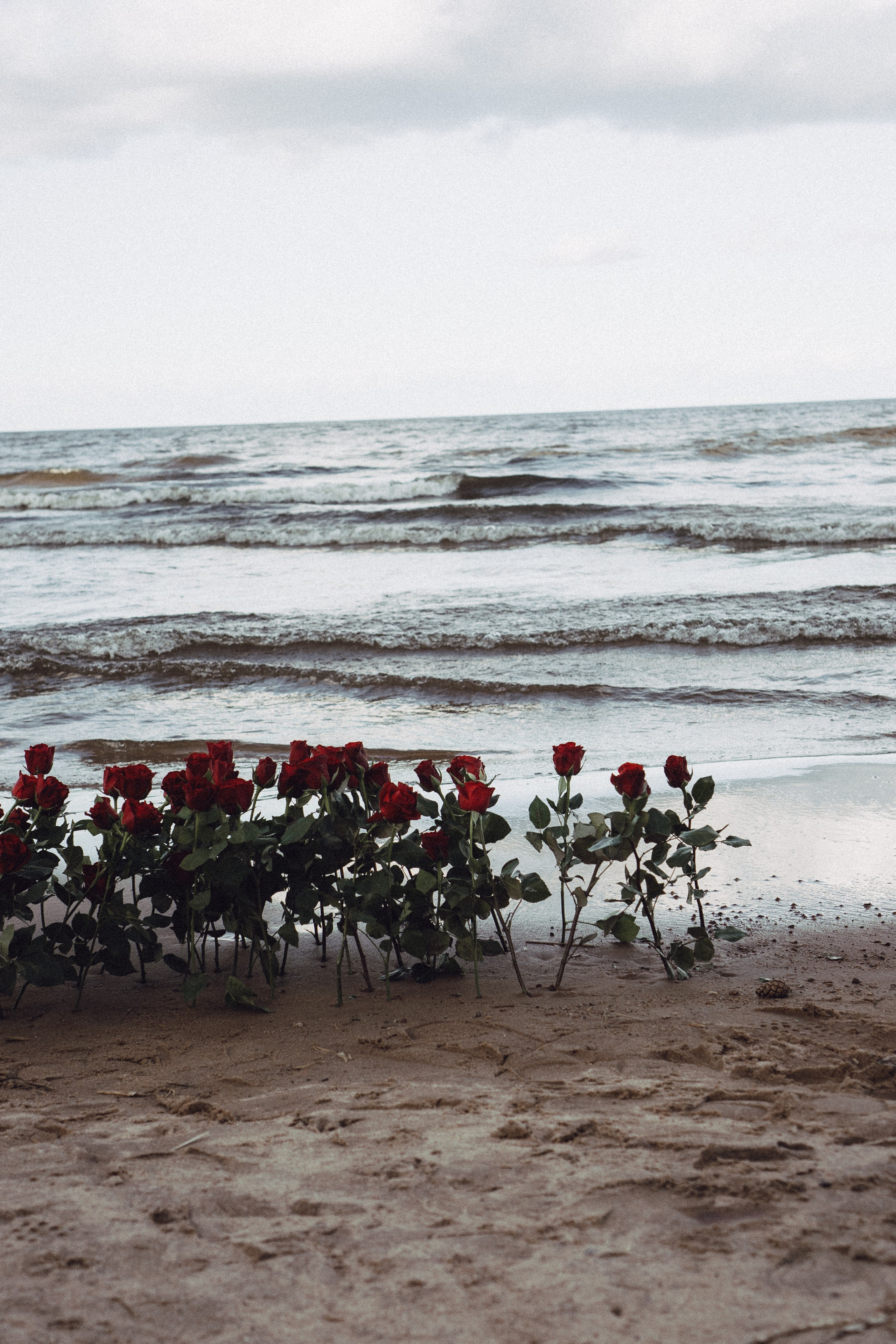 Розы. Профессиональный фотограф, Санкт-Петербург — Виктория Богомолова