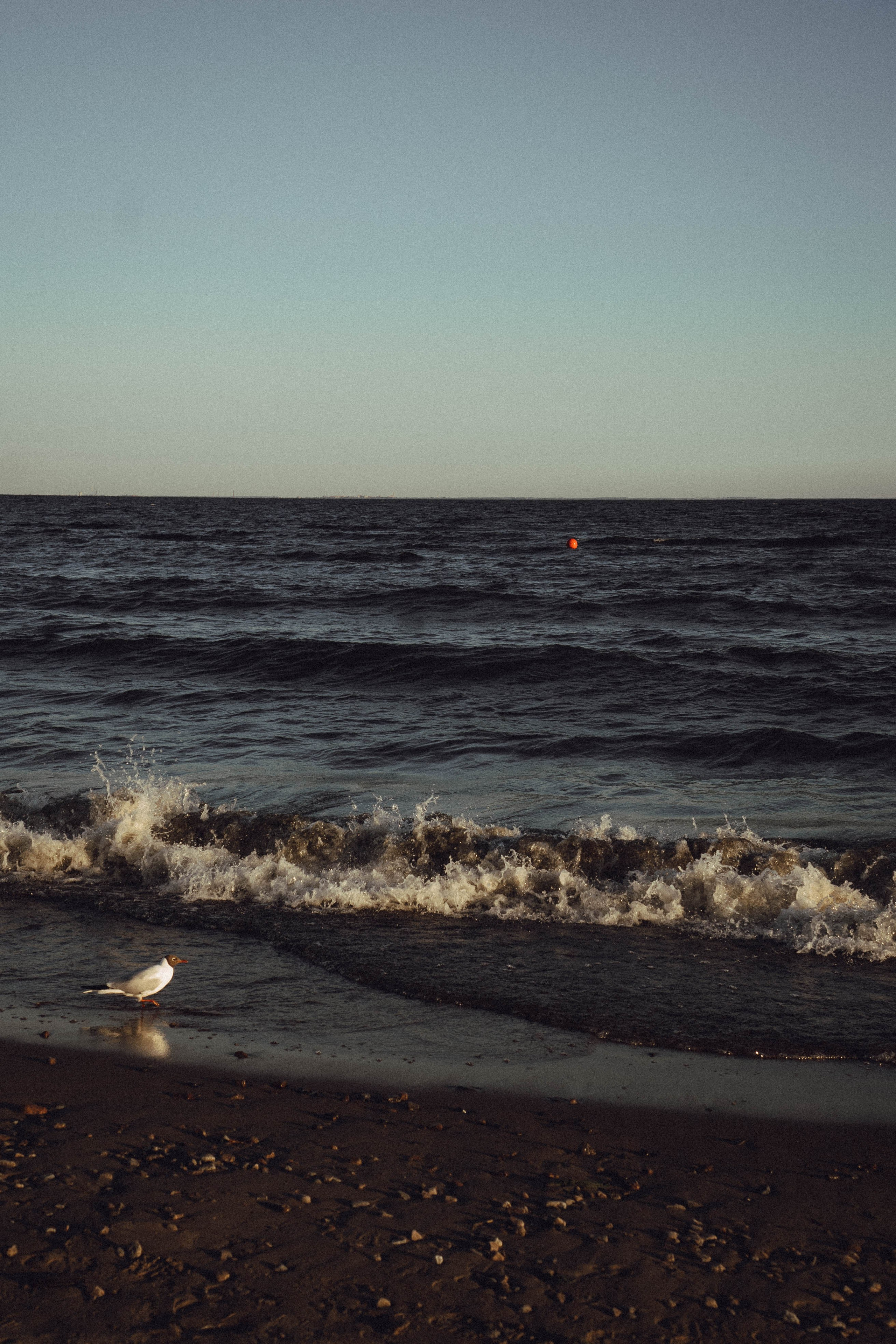 Любовь на заливе. Профессиональный фотограф, Санкт-Петербург — Виктория Богомолова