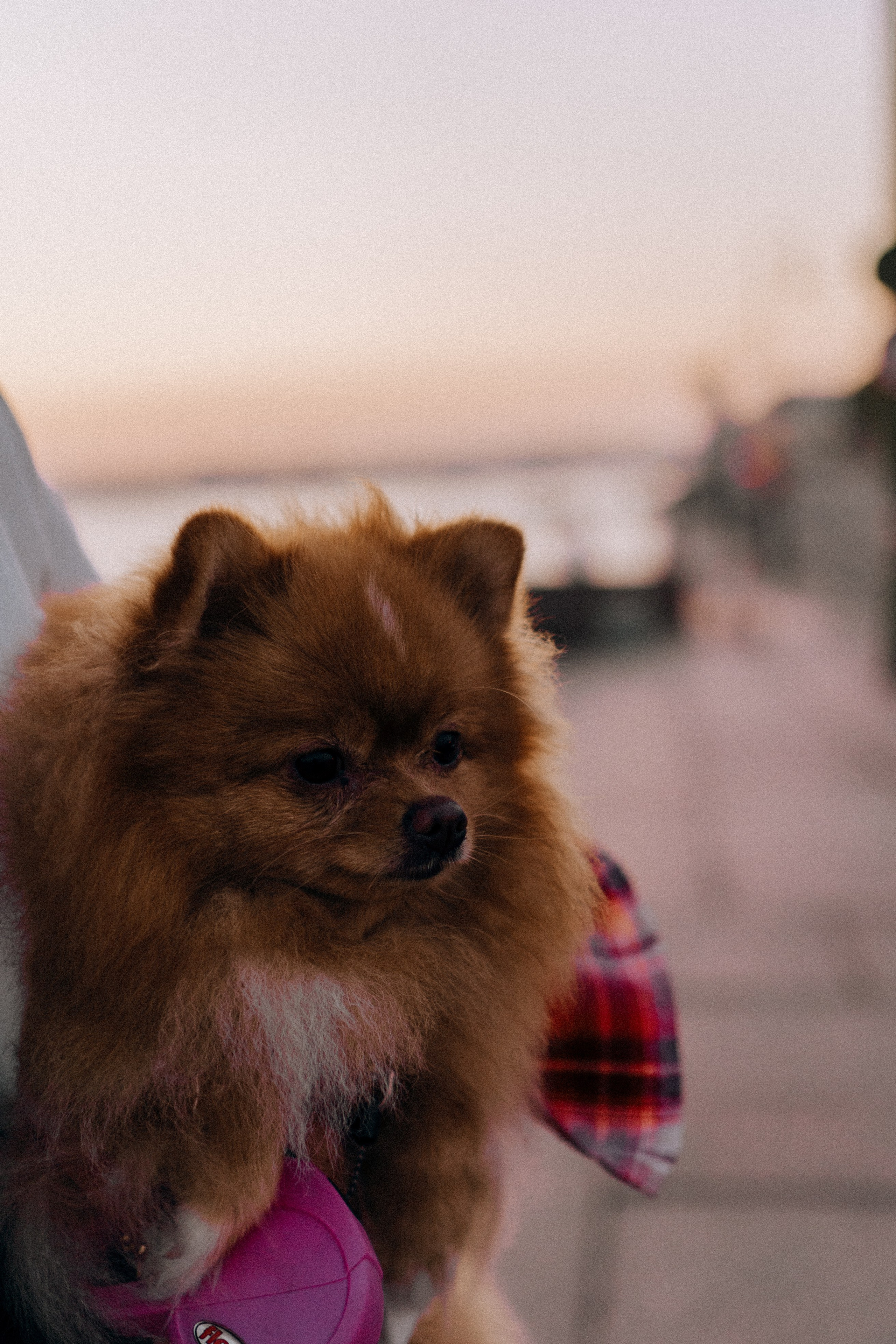 РАССВЕТНАЯ ИСТОРИЯ. Профессиональный фотограф, Санкт-Петербург — Виктория Богомолова