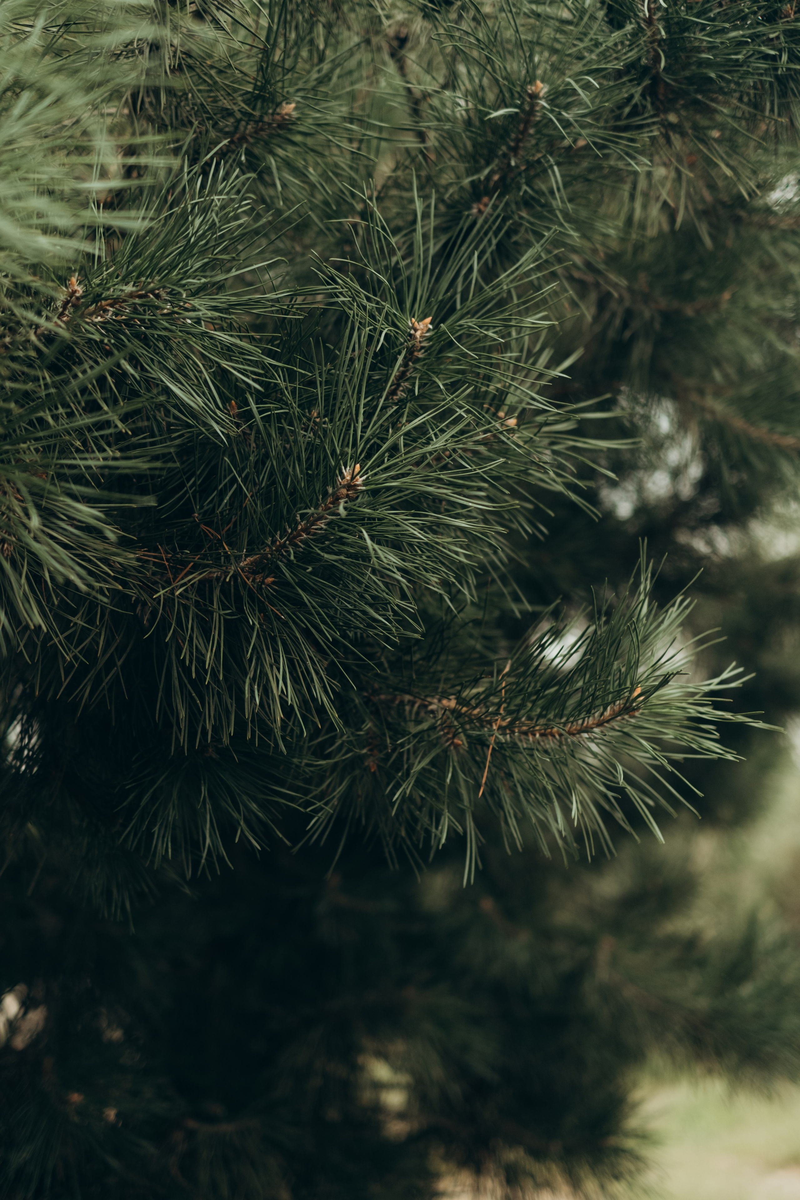 Воспоминания, которые мы создаем с семьей- бесценны. Фотограф в Москве Ольга Елоева