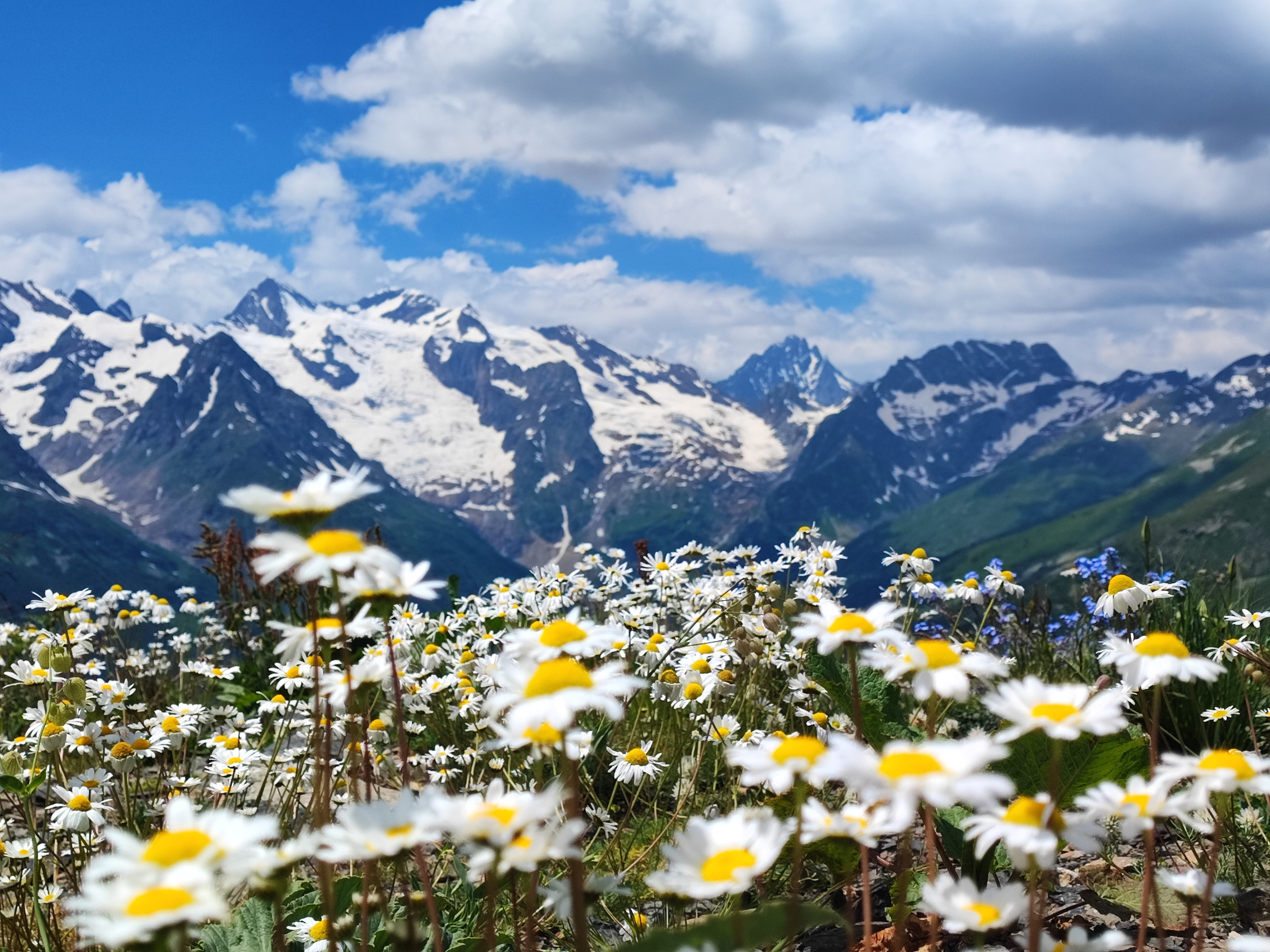 Намобилкус кавказский. Репортажный фотограф Алексей Пирязев