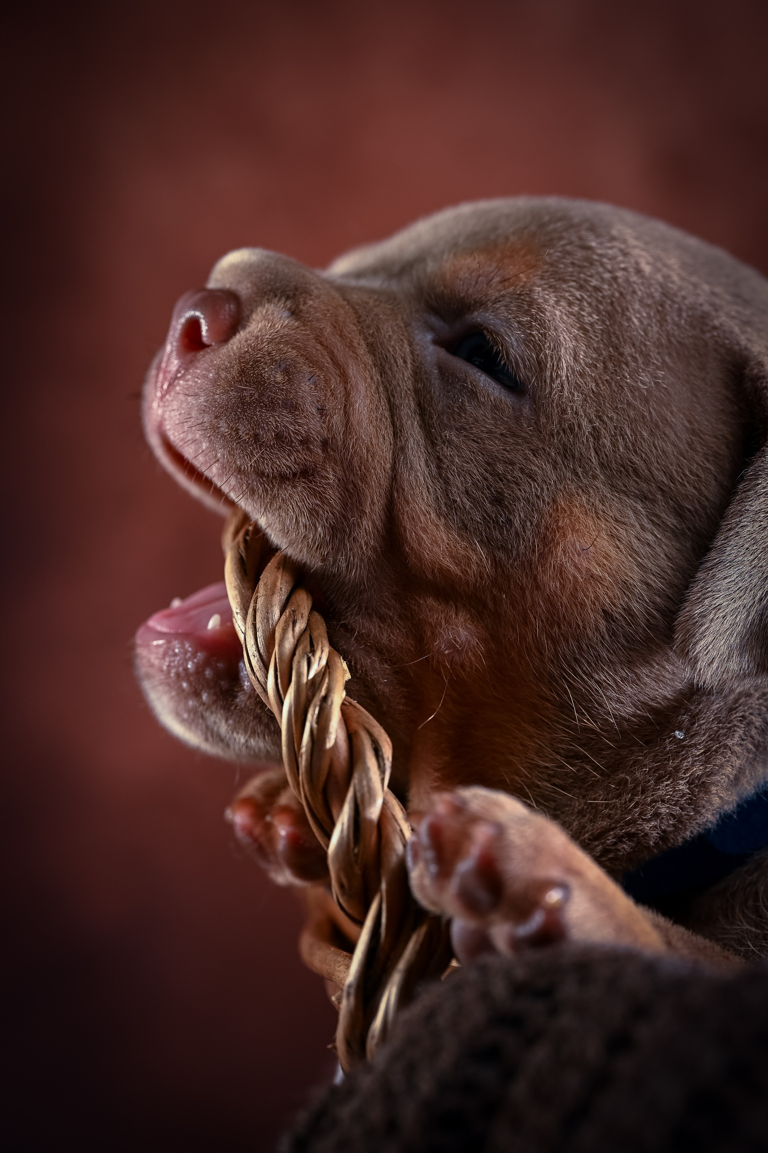 Щенки. Фотограф-анималист в Санкт-Петербурге Анастасия Иванова