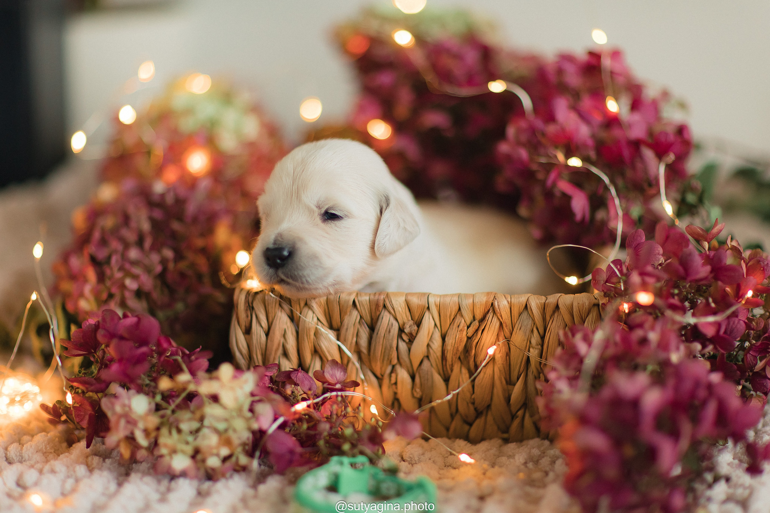 Зеленая лента. Свадебный и женский фотограф
