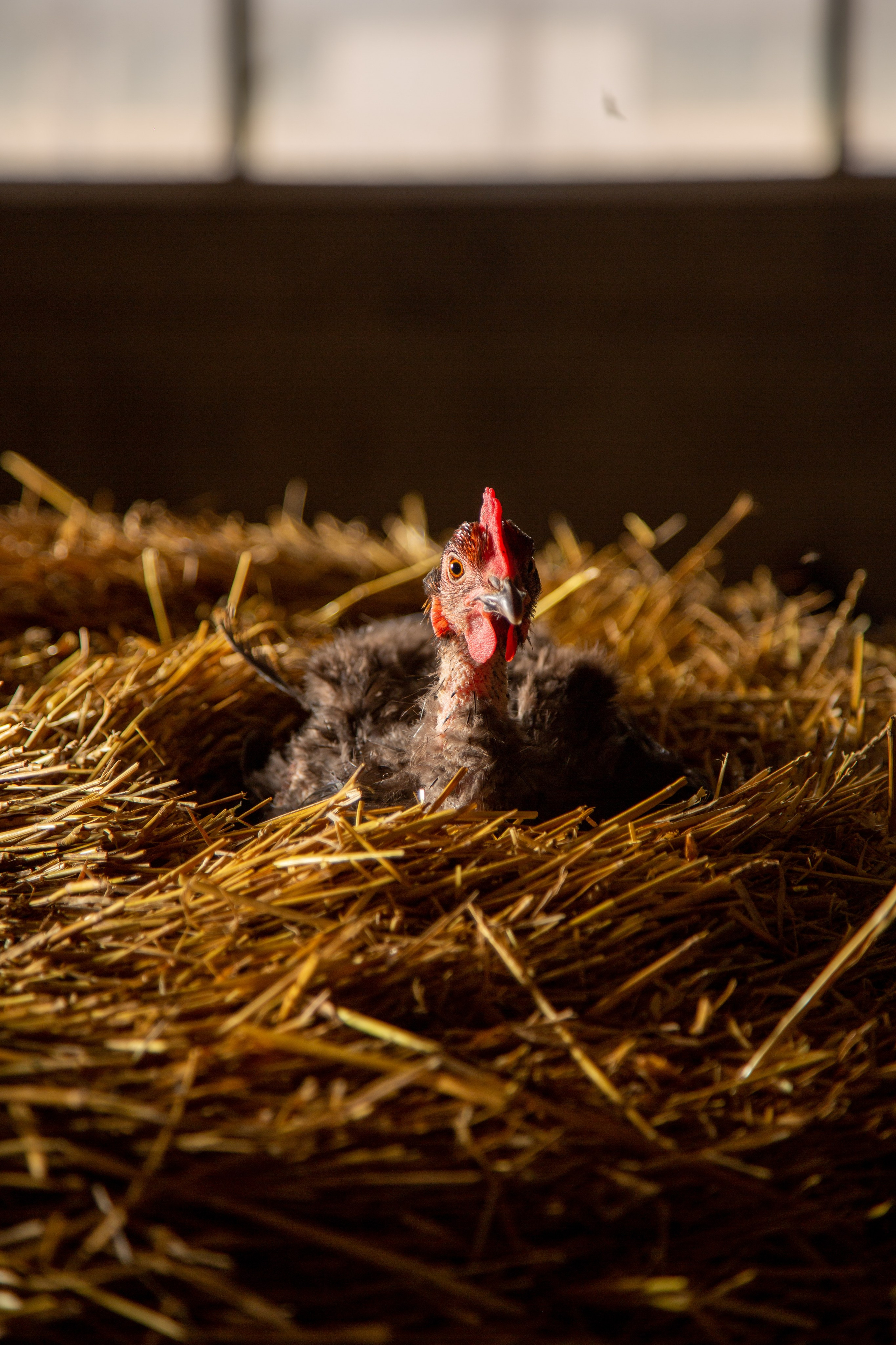 Элла Ферма. Юлия Космо — фуд-фотограф, предметный стилист, Москва