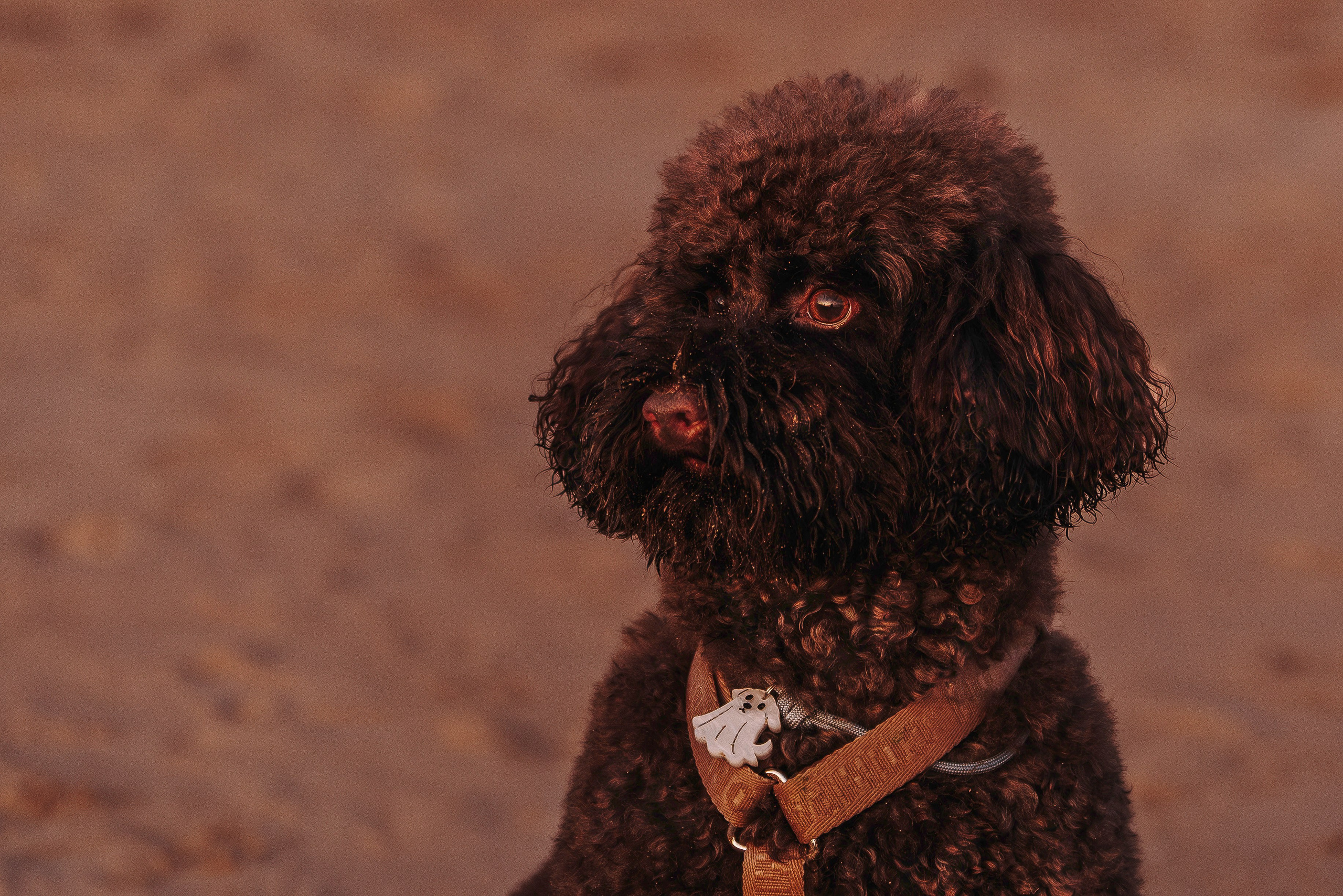 Фотосессия девушки с пуделем на пляже на закате. Фотограф анималист в Спб недорого Олеся Майорова