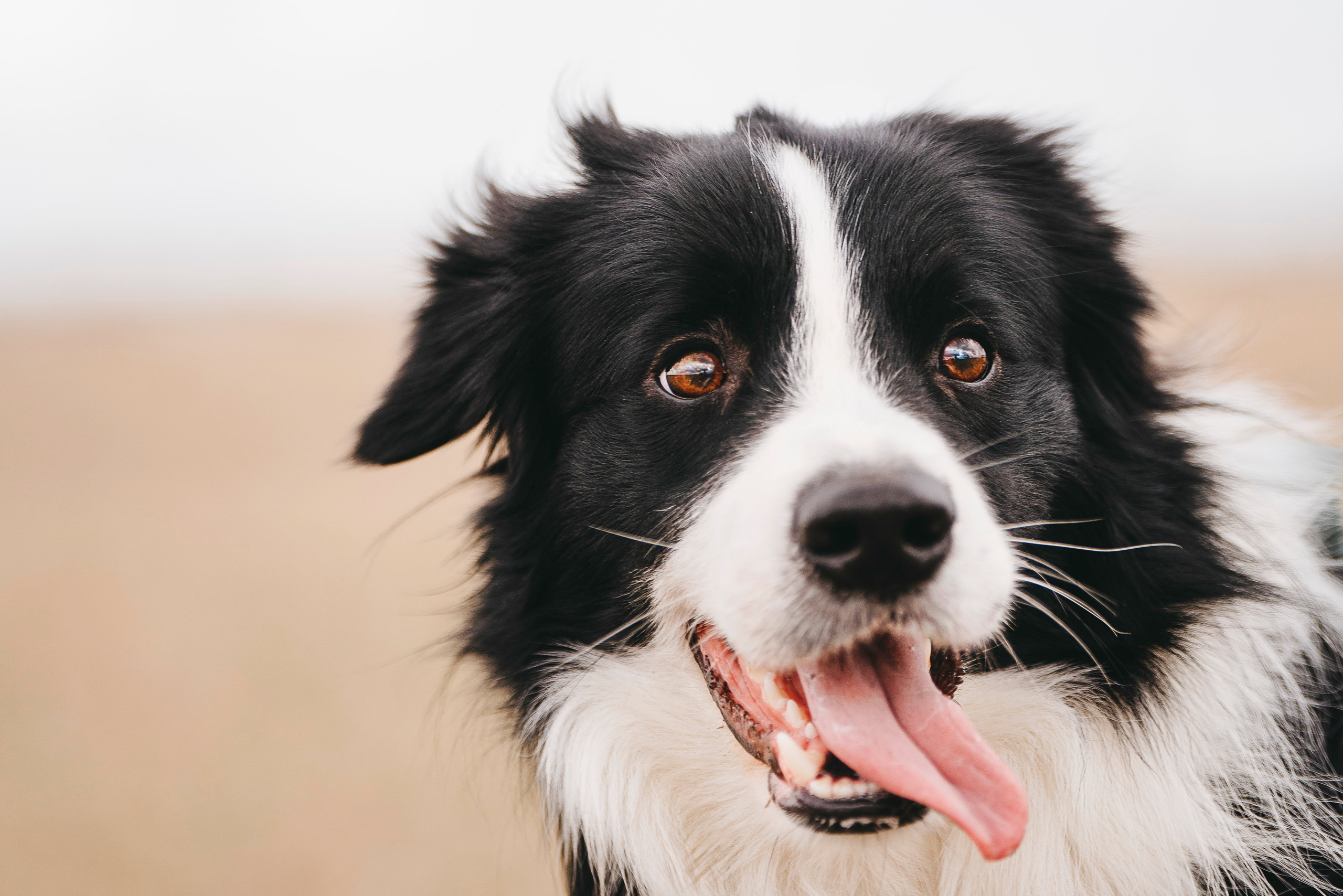 Нил и Алёна. Фотограф анималист в Спб недорого Олеся Майорова