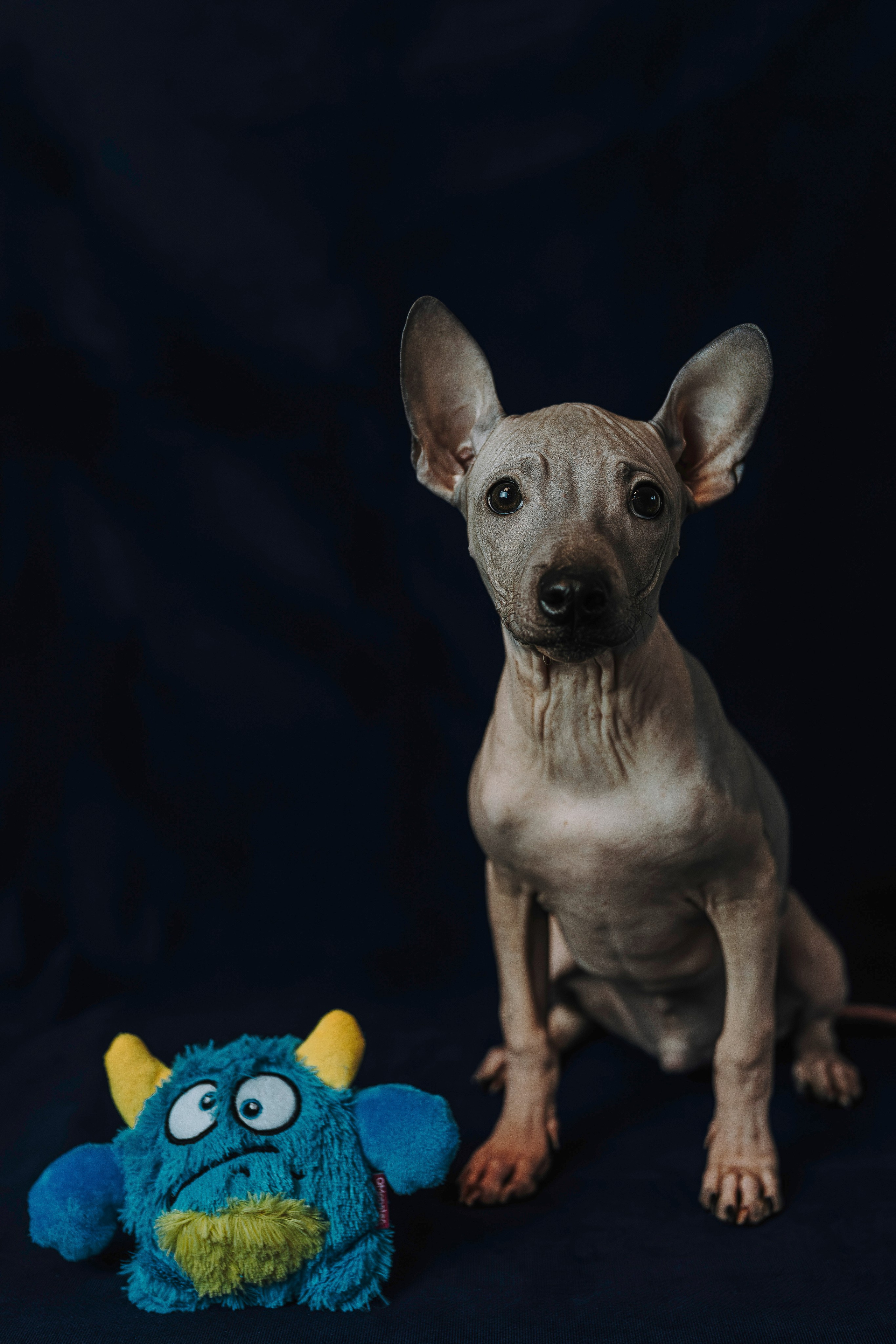 Малыши американского голого терьера. Фотограф анималист в Спб недорого Олеся Майорова