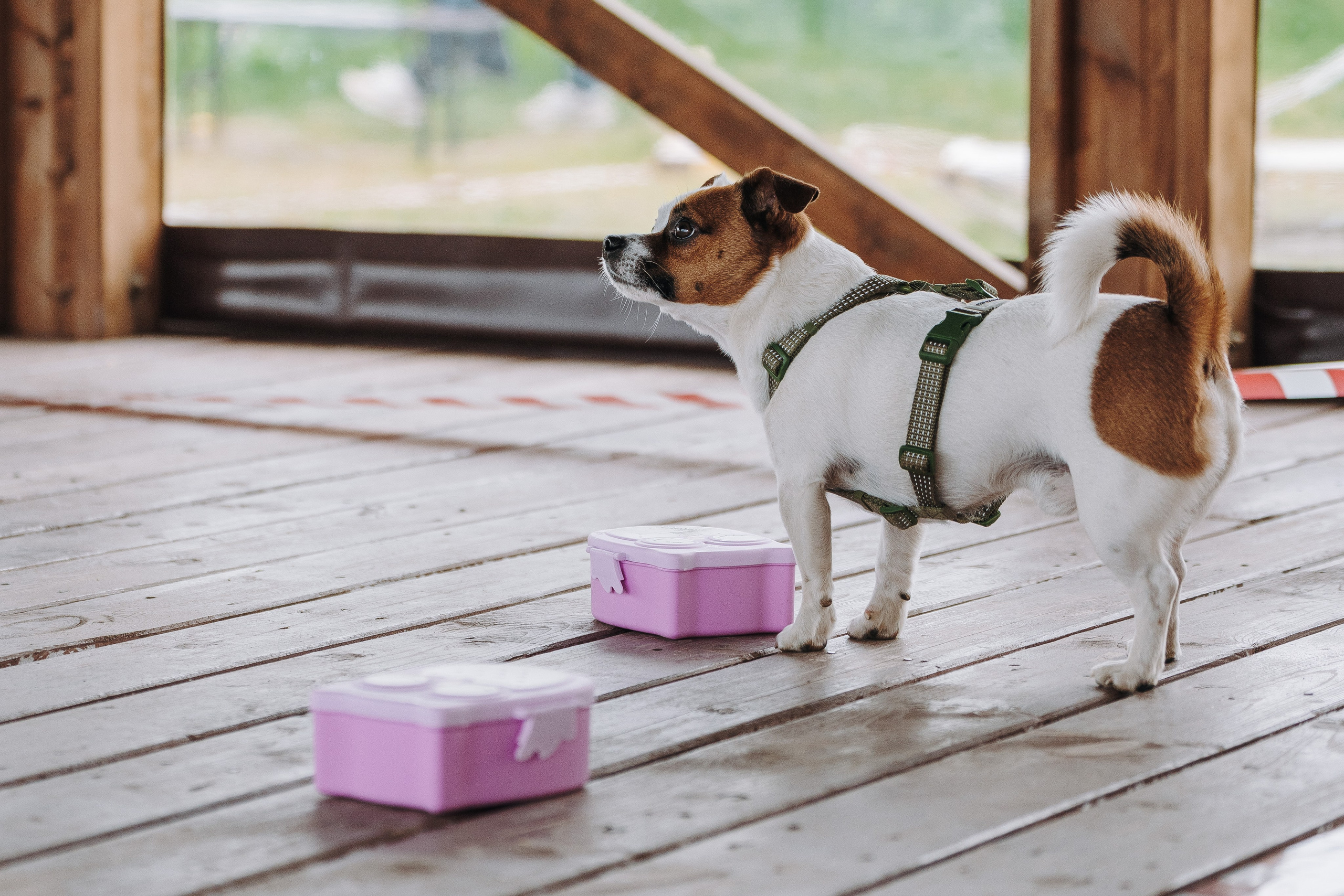 Соревнования по ноузворку в Лосево. Фотограф анималист в Спб недорого Олеся Майорова