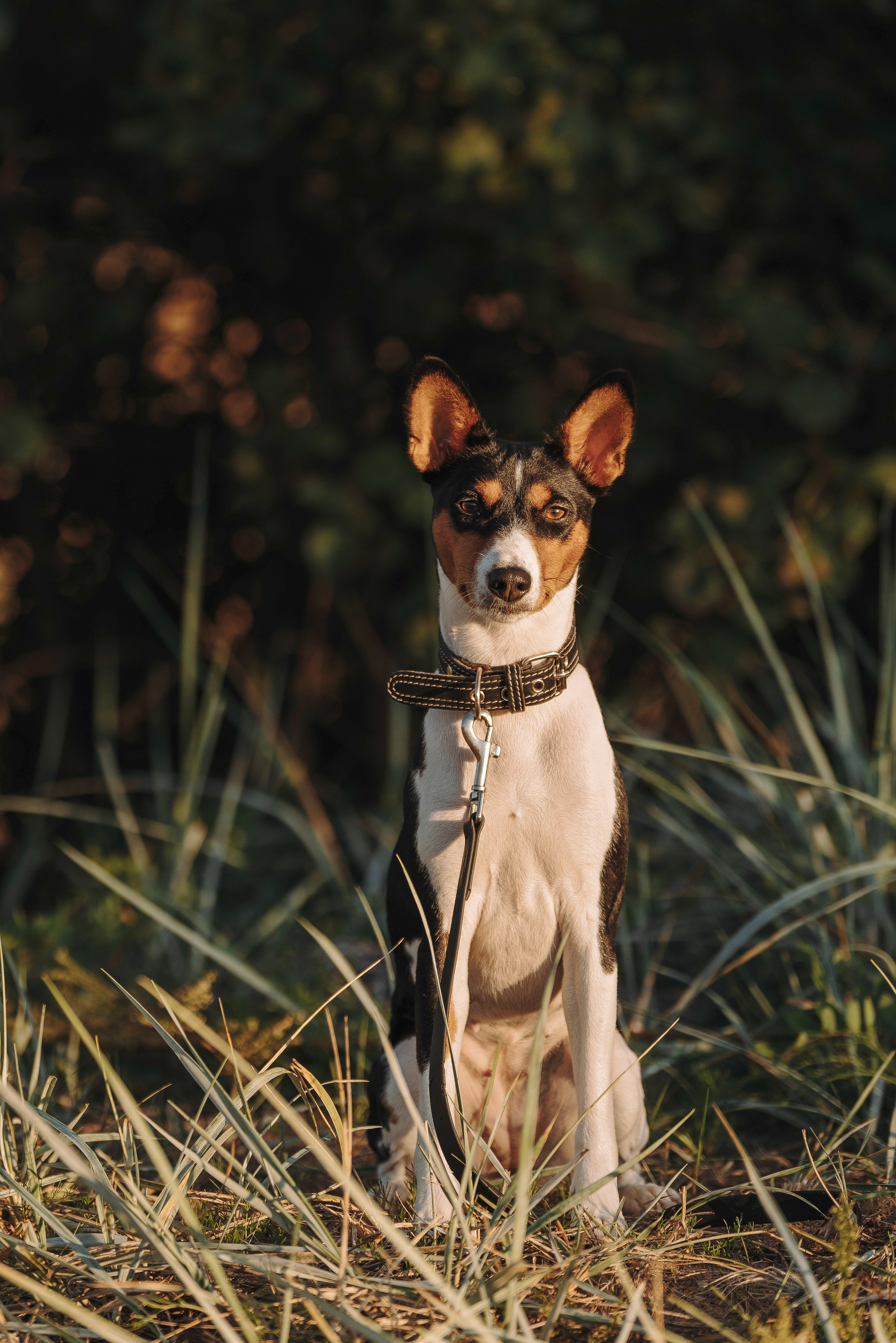 Екатерина и Дива. Фотограф анималист в Спб недорого Олеся Майорова
