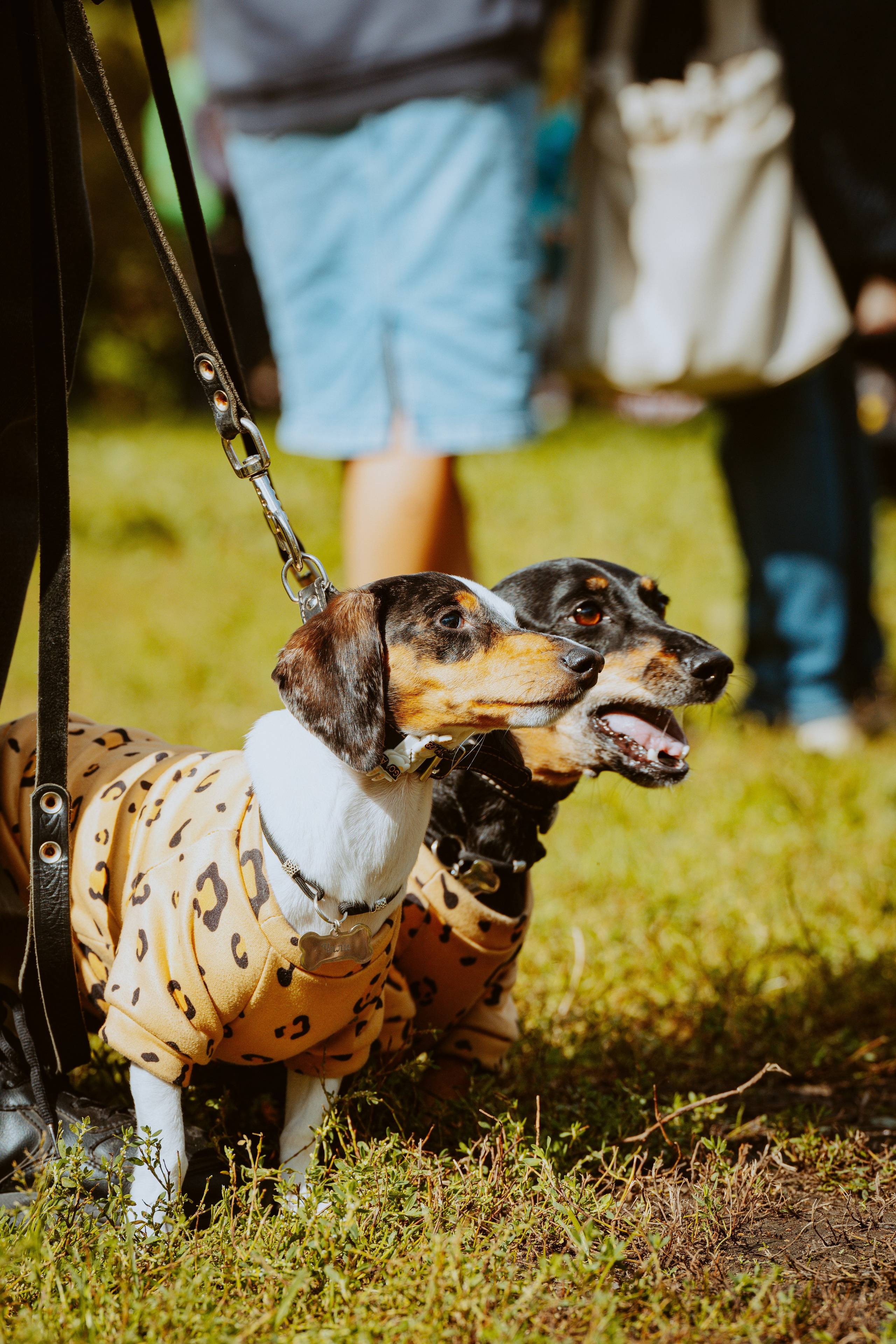 Такспарад. Фотограф анималист в Спб недорого Олеся Майорова