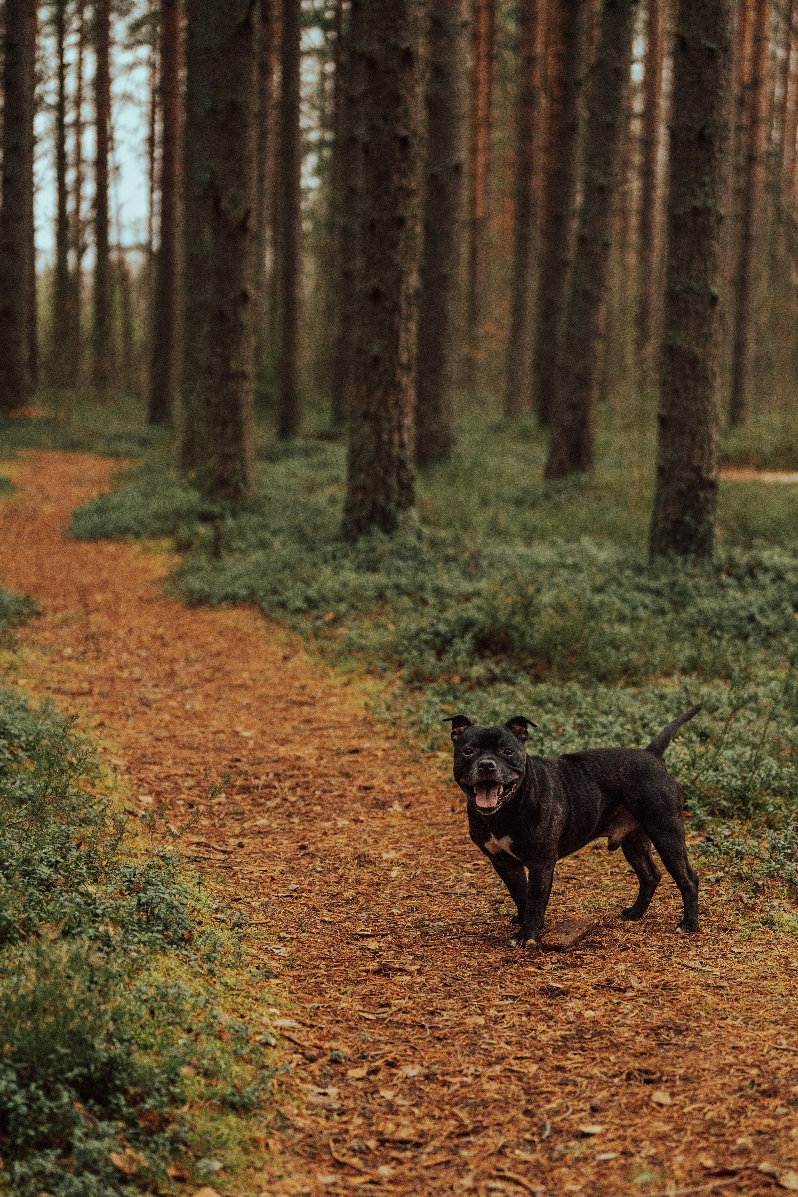 Фотограф анималист в Санкт-Петербурге. Фотограф анималист в Спб недорого Олеся Майорова