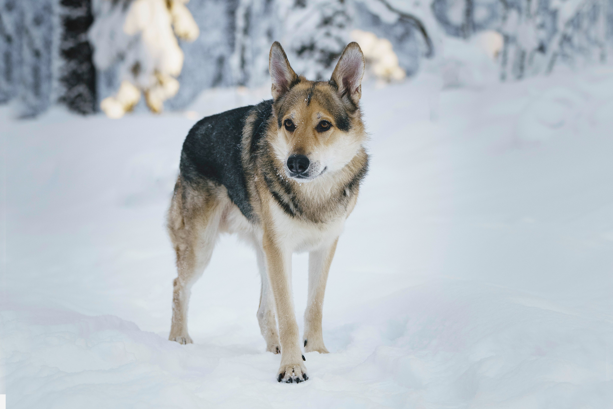 Рэй, Кузя, Ольга и Александр. Фотограф анималист в Спб недорого Олеся Майорова