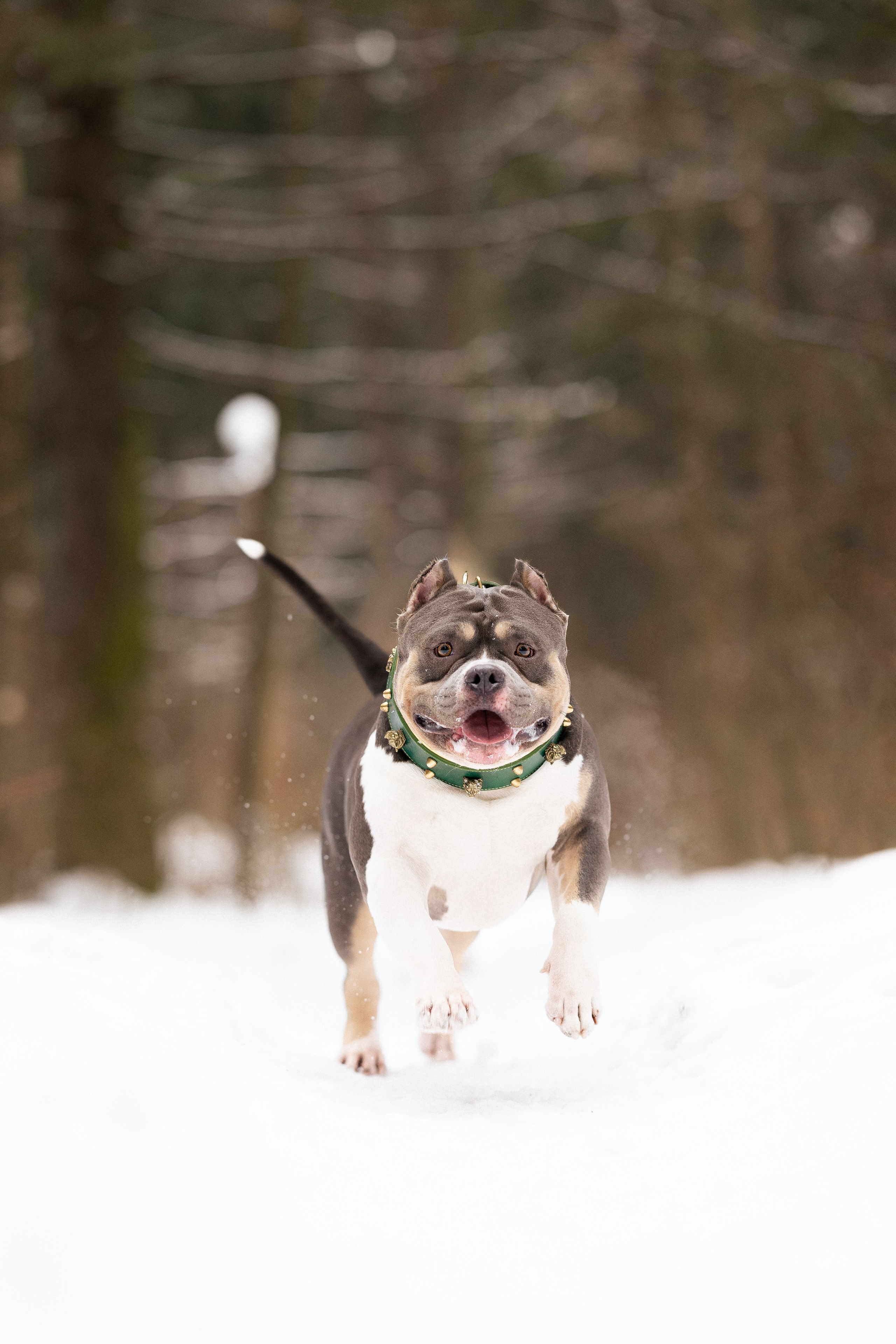 Лера и Наган. Фотограф и видеограф анималист Аганина Дарья