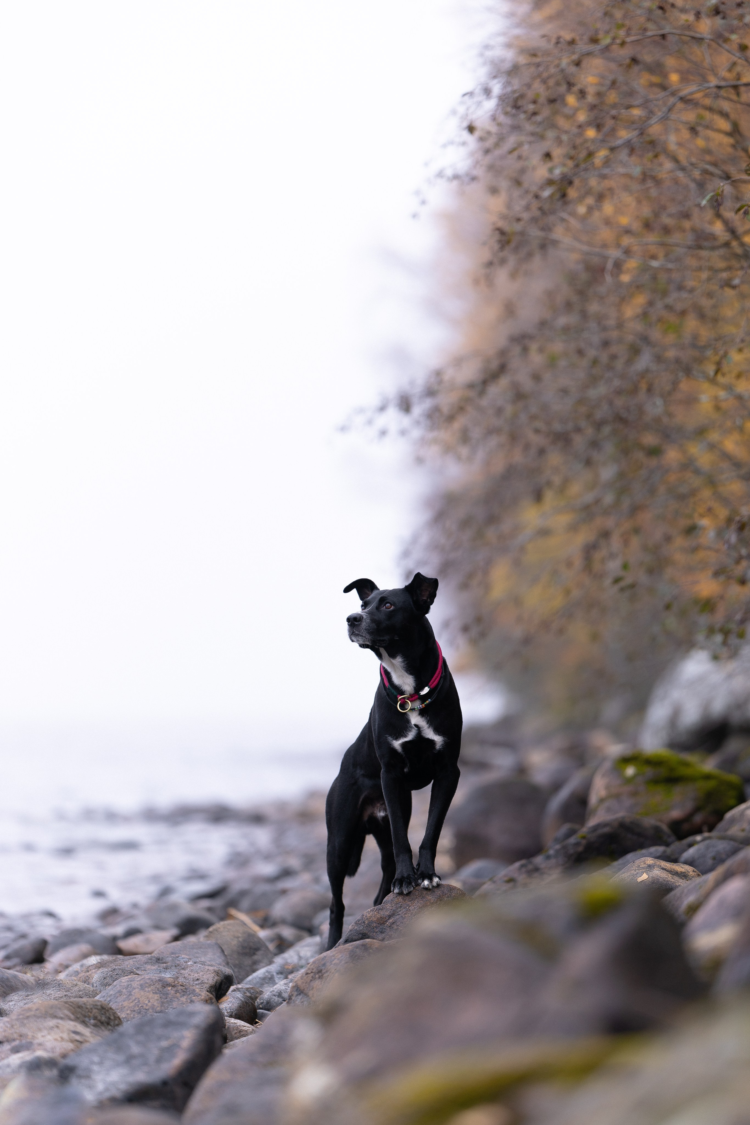 Karelia. Фотограф и видеограф анималист Аганина Дарья