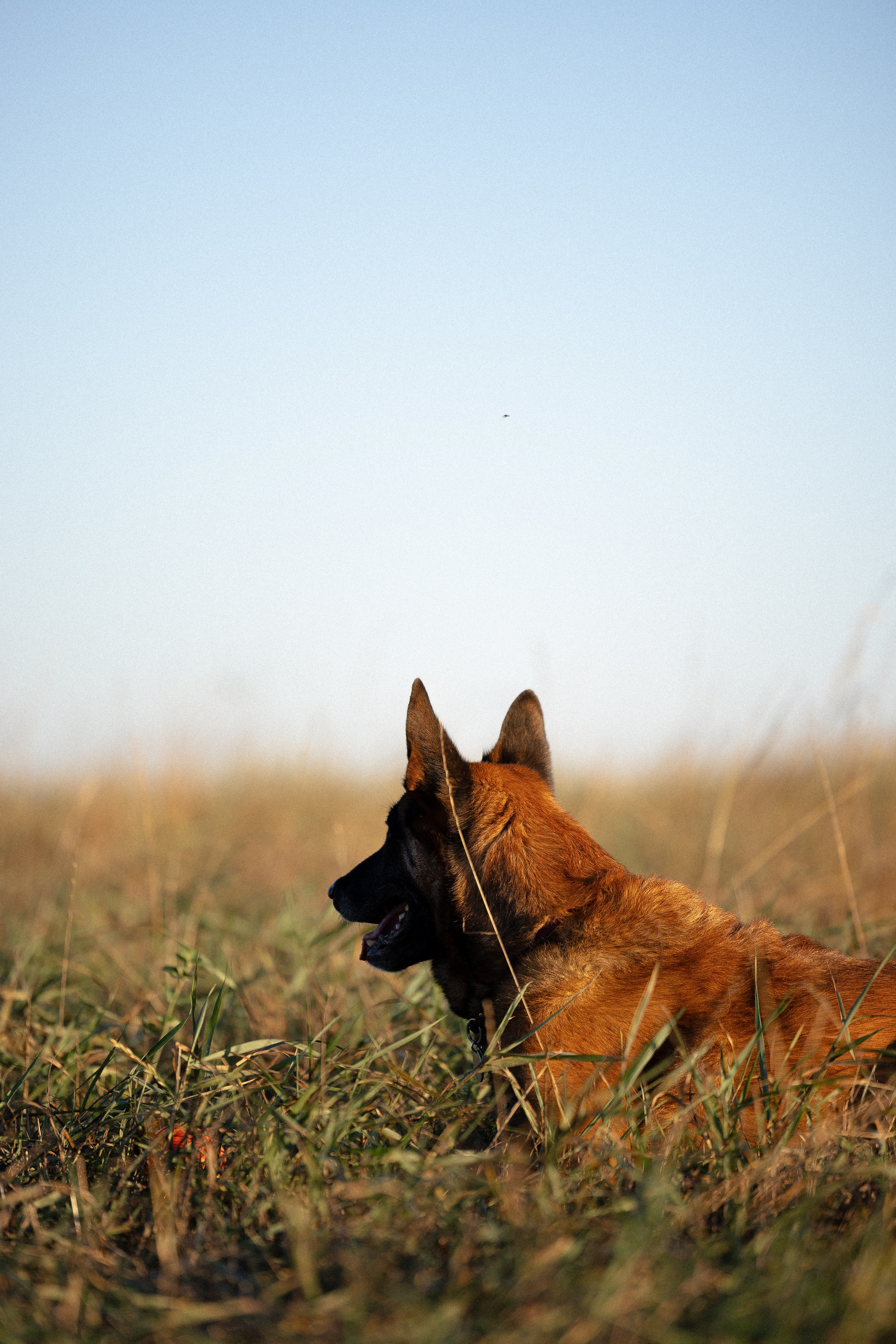 Женя, Афра и Молли. Фотограф и видеограф анималист Аганина Дарья