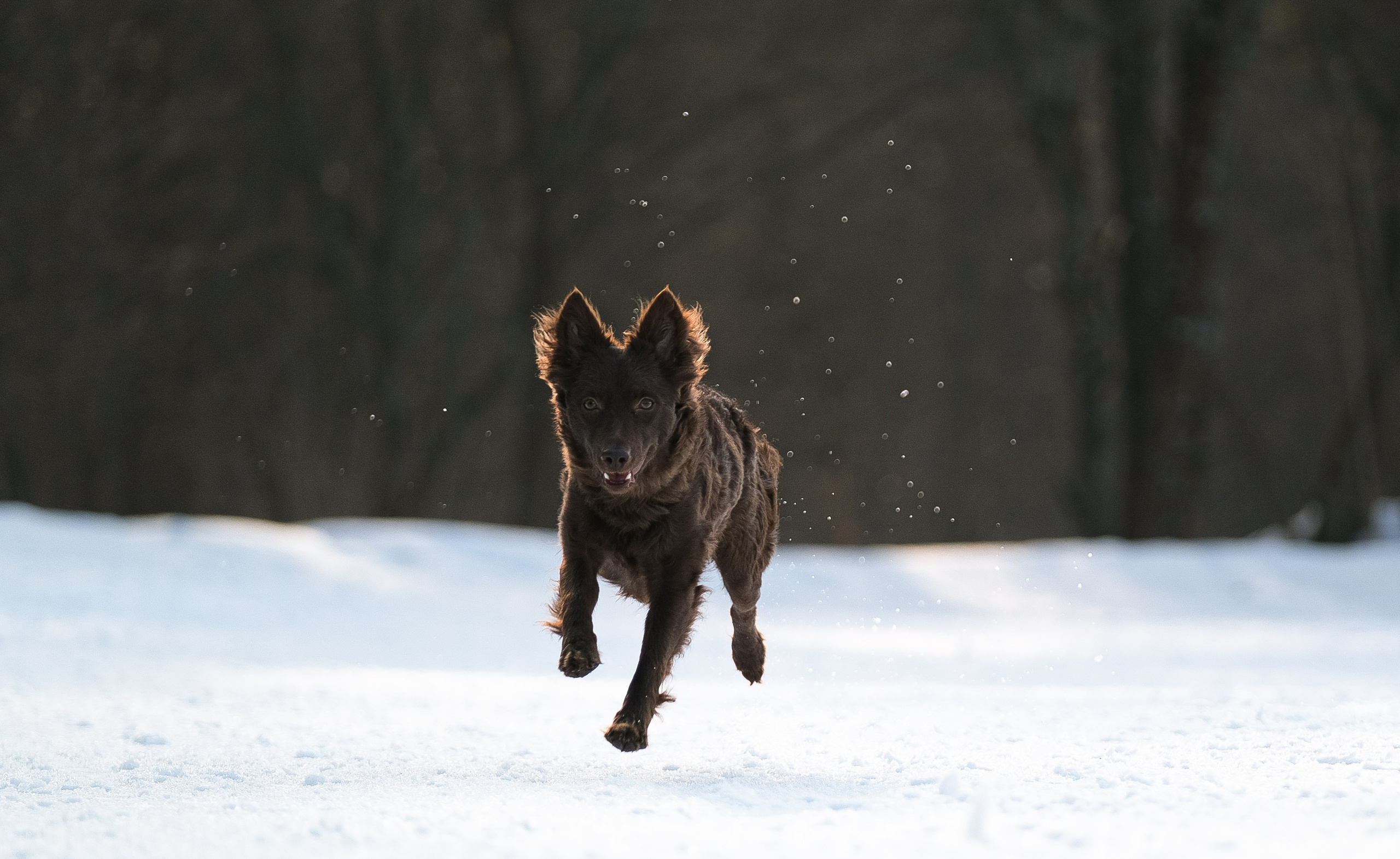 Маша и Одиссея. Фотограф и видеограф анималист Аганина Дарья