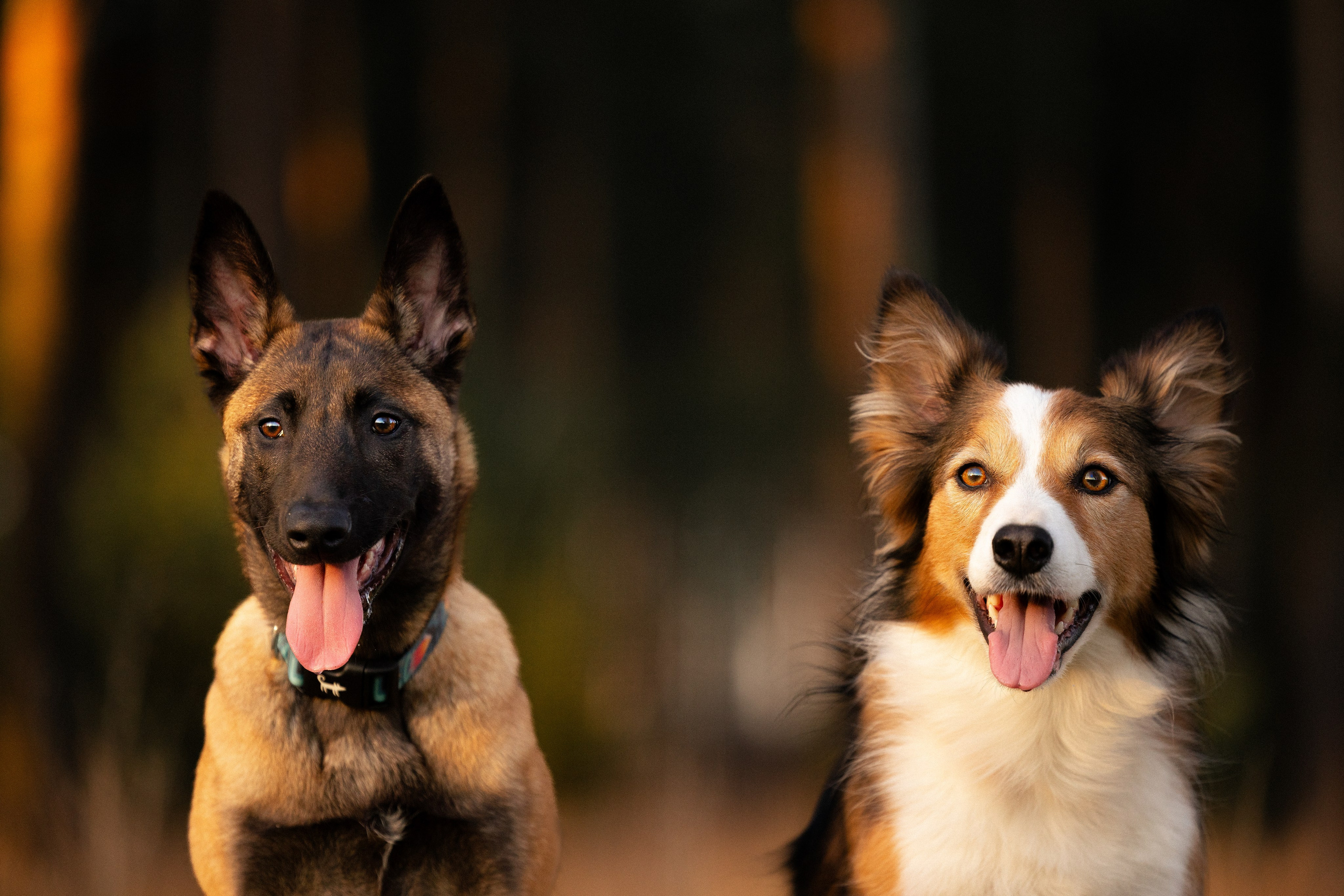 Разношерстная компания. Фотограф и видеограф анималист Аганина Дарья