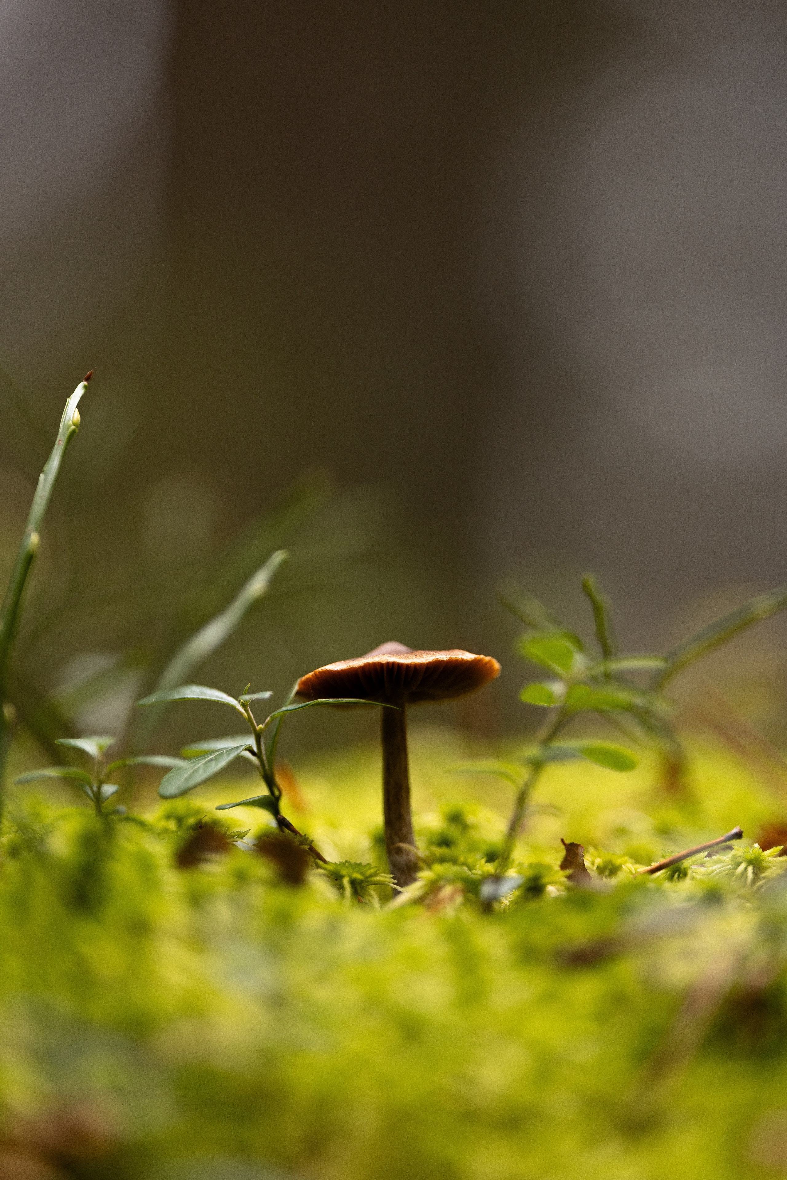 Karelia. Фотограф и видеограф анималист Аганина Дарья