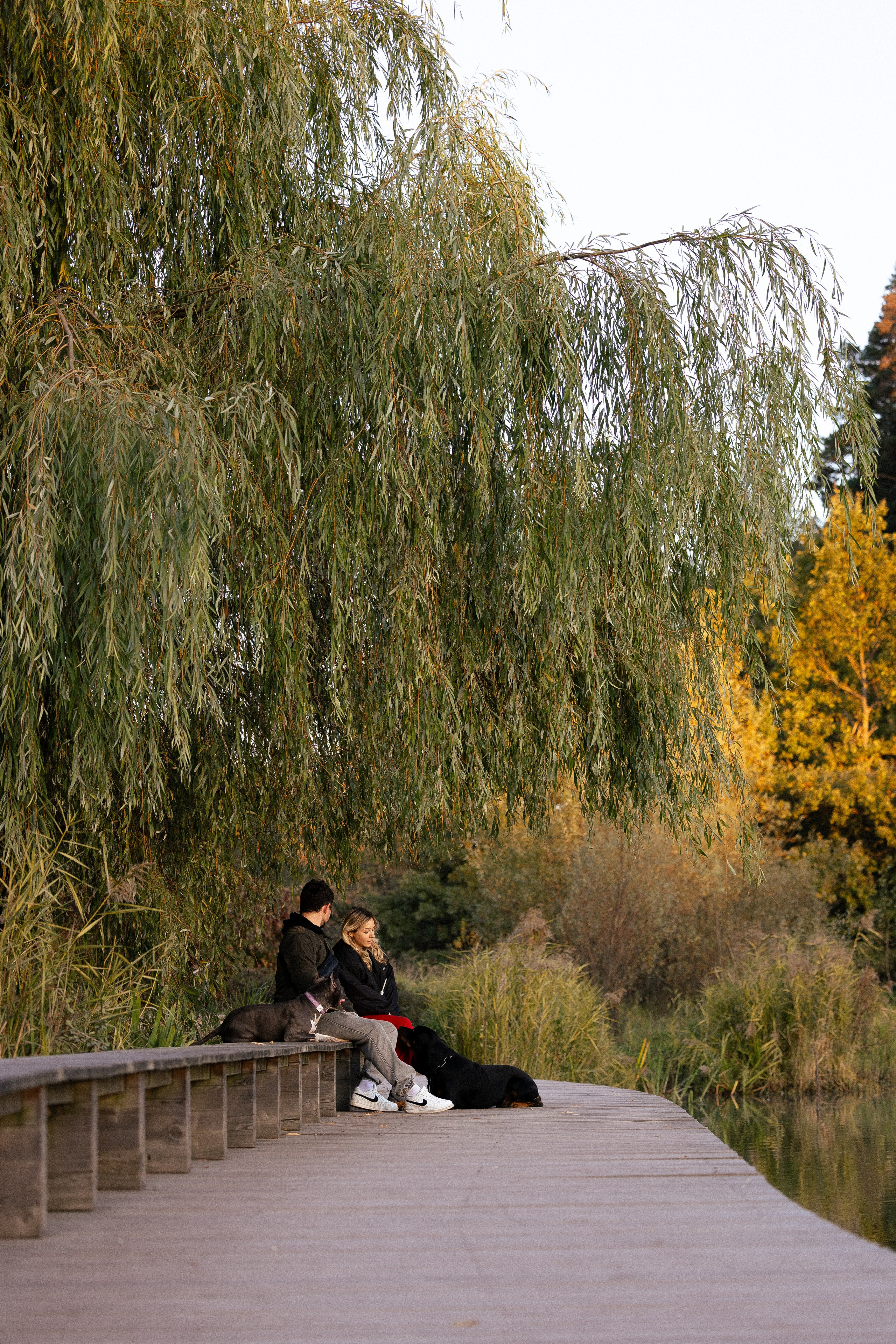 Катя, Леша, Лея и Трой. Фотограф и видеограф анималист Аганина Дарья
