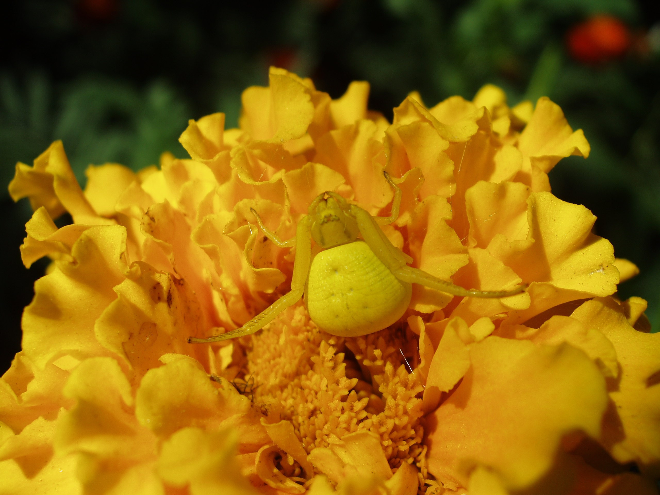 Отпуск 13.07-24.08. Семейный, Свадебный фотограф СПБ Питер— Романова Екатерина