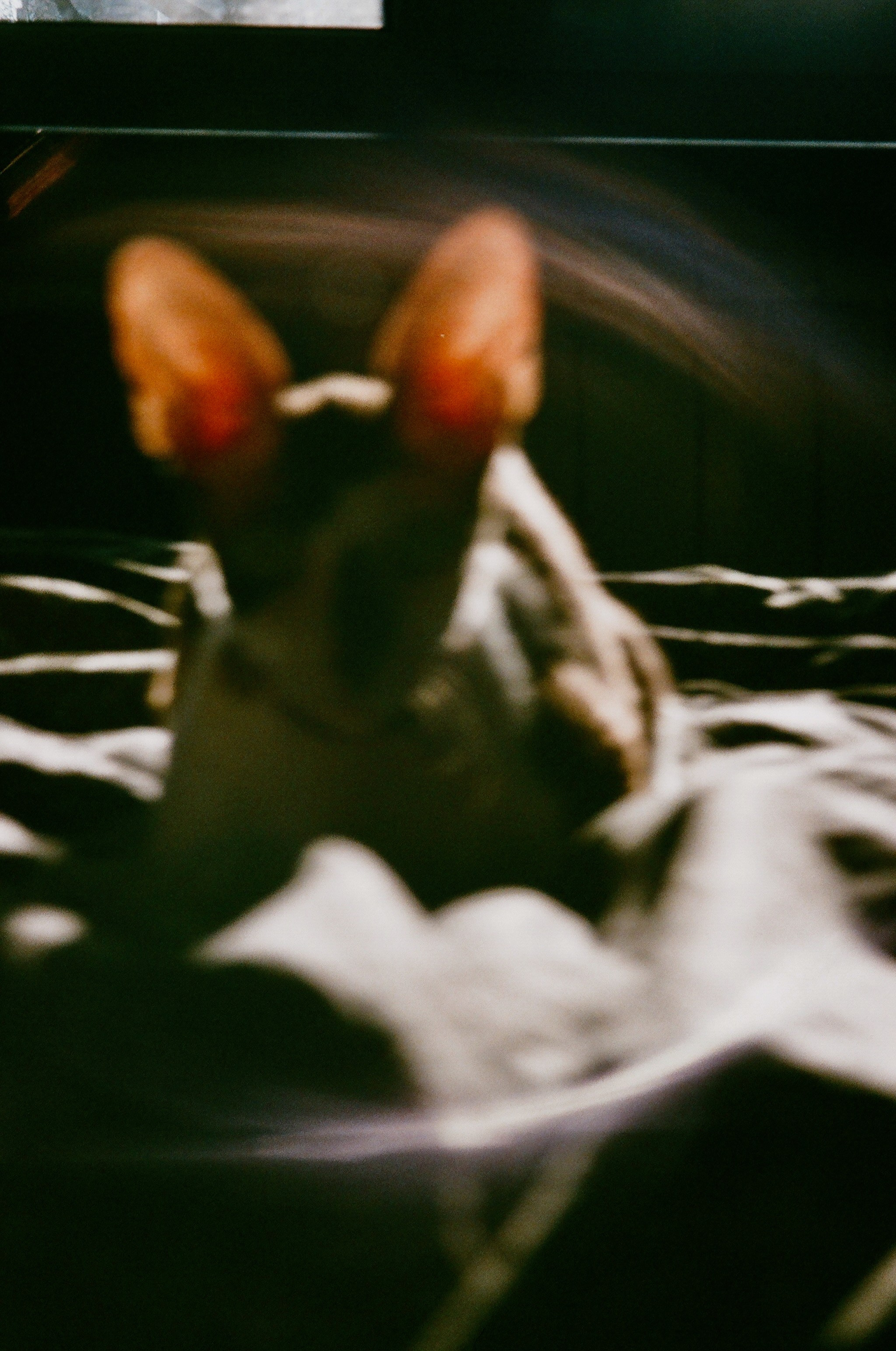 Film. Ruslan UI Dev Page