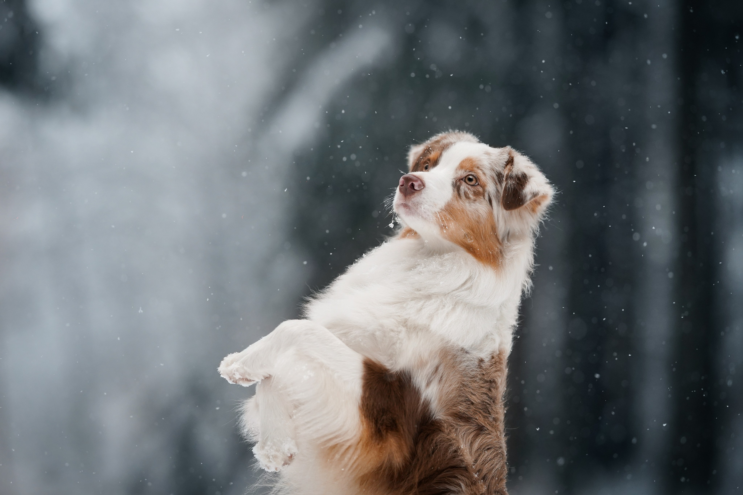 Панда. Фотограф-анималист в Санкт-Петербурге Яна Мартынова
