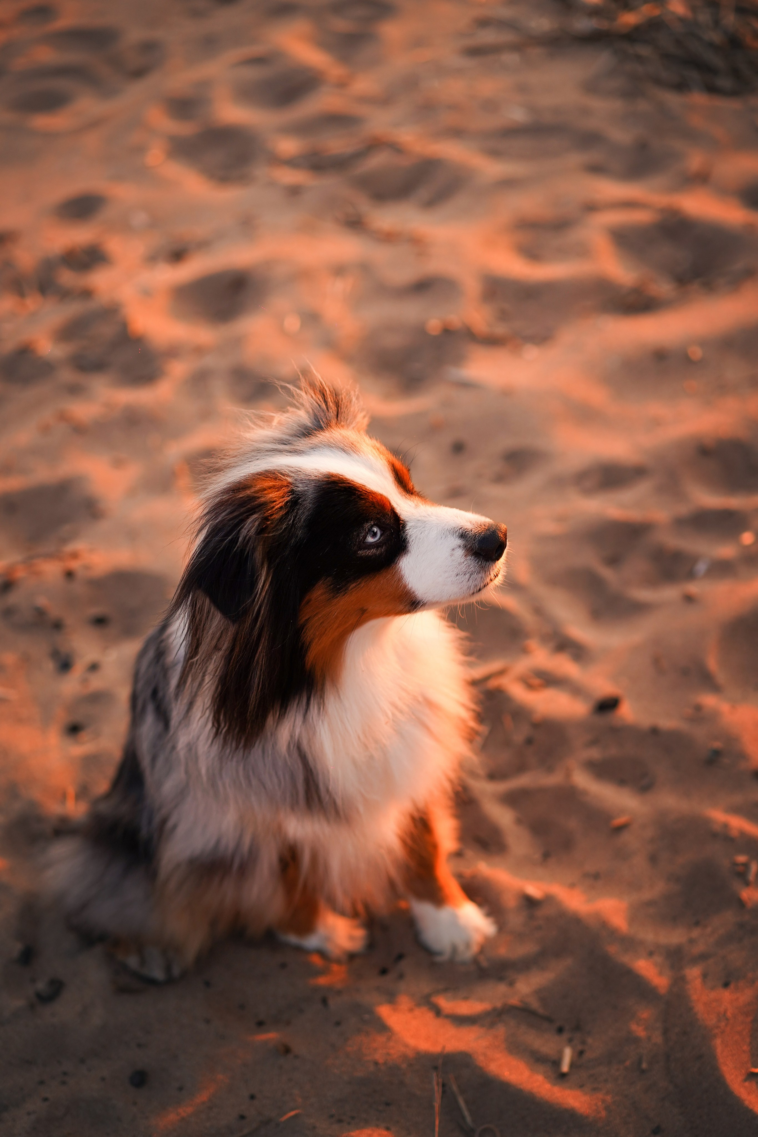 Алиса и Джокер. Фотограф-анималист в Санкт-Петербурге Яна Мартынова