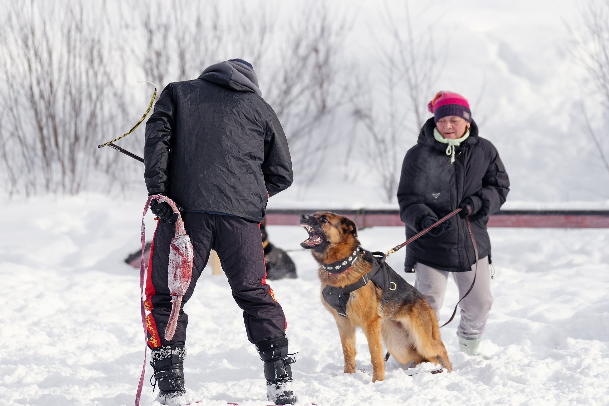 Репортажная съемка. Фотограф-анималист Нижний Новгород