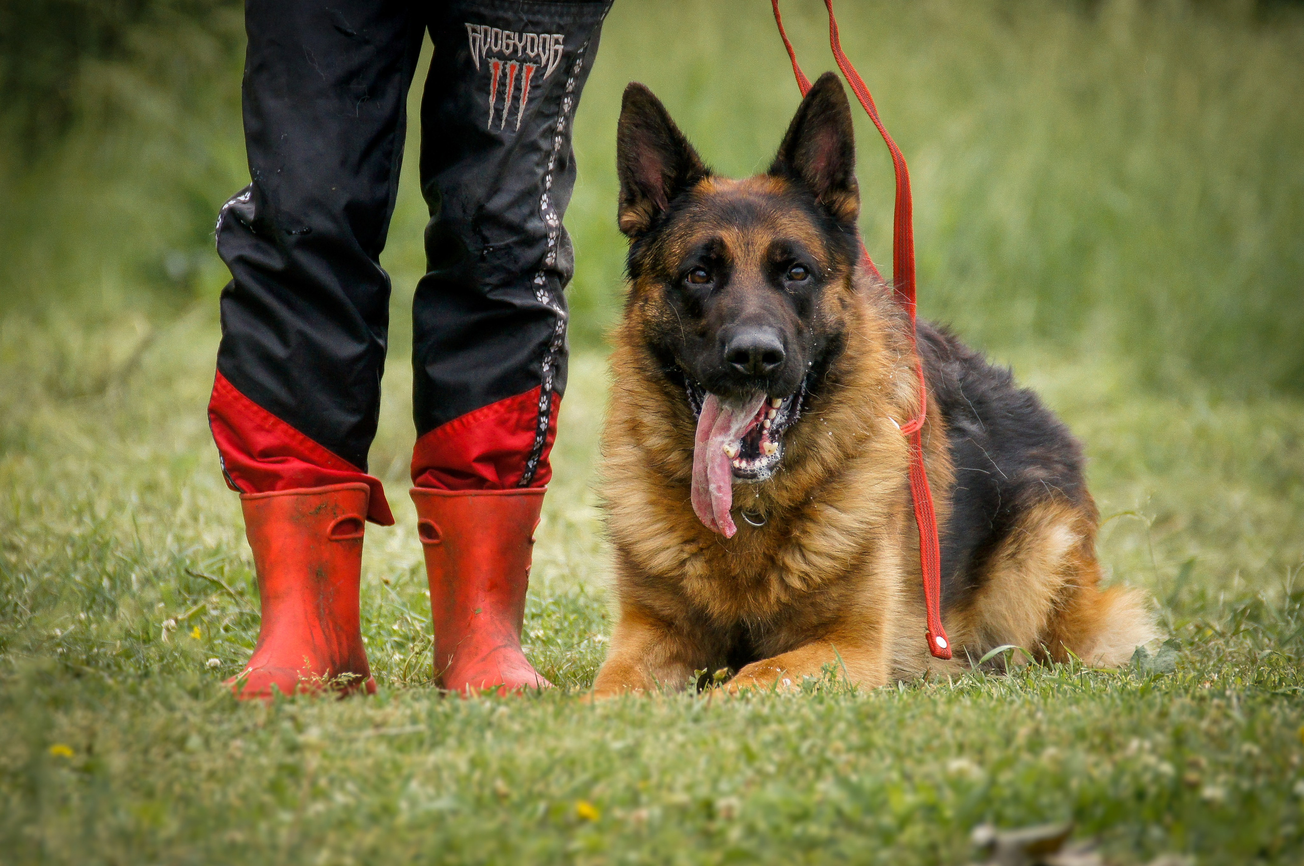 Репортажная съемка. Фотограф-анималист Нижний Новгород